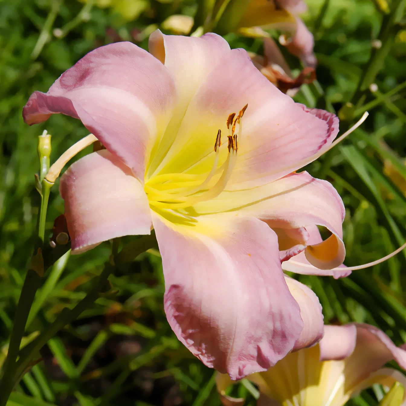 Daglelie 'Catherine Woodbery' - Image 3