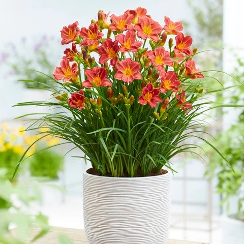 3 Everydaylily Red Ribs Daglelies