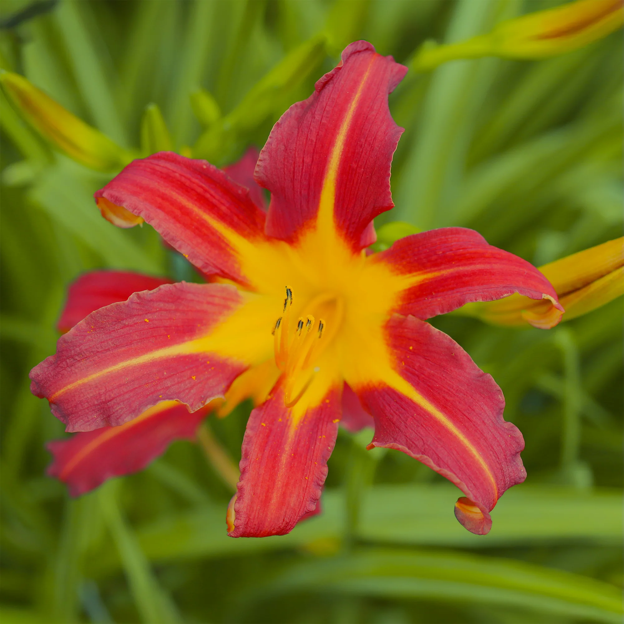 Daglelie Autumn Red Lys d'un jour