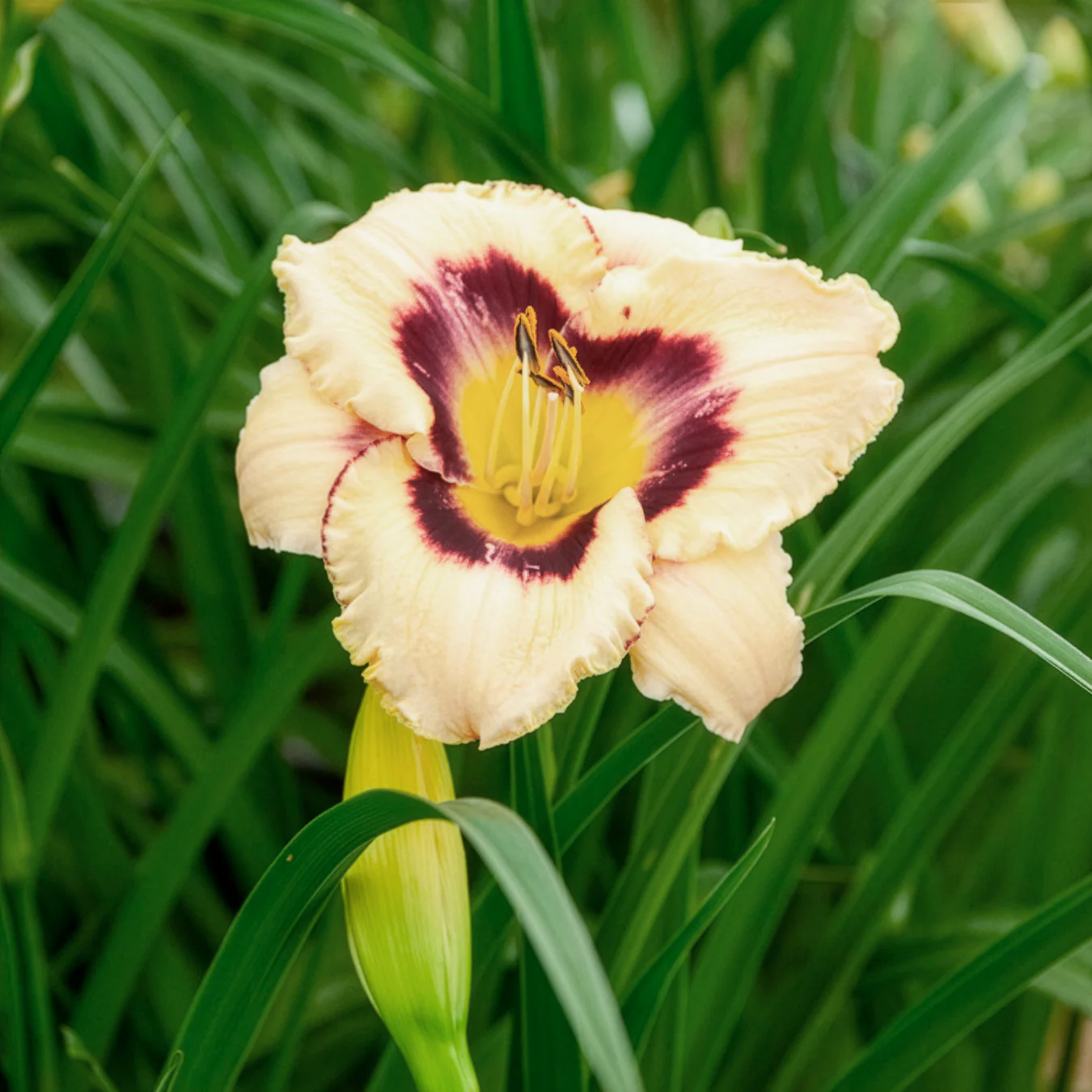 Daglelie 'Canadian Border Patrol'