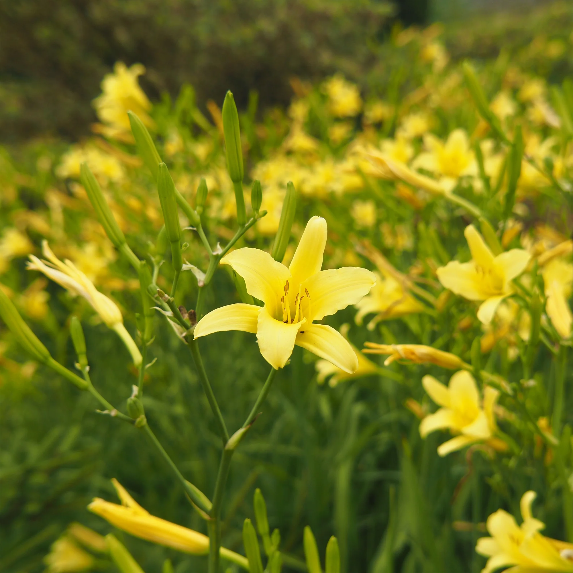 Daglelie Citrina