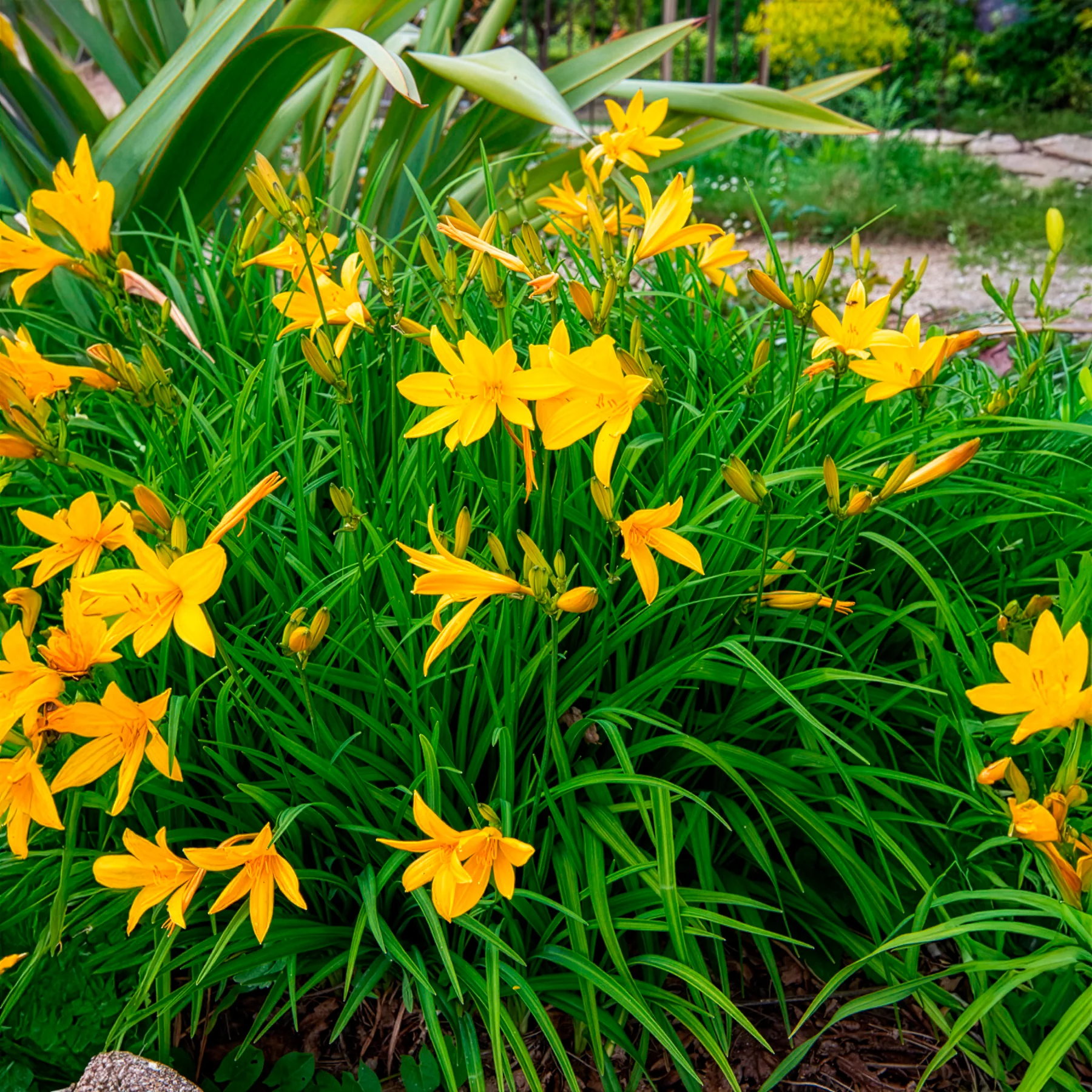 Daglelie Citrina - Image 2