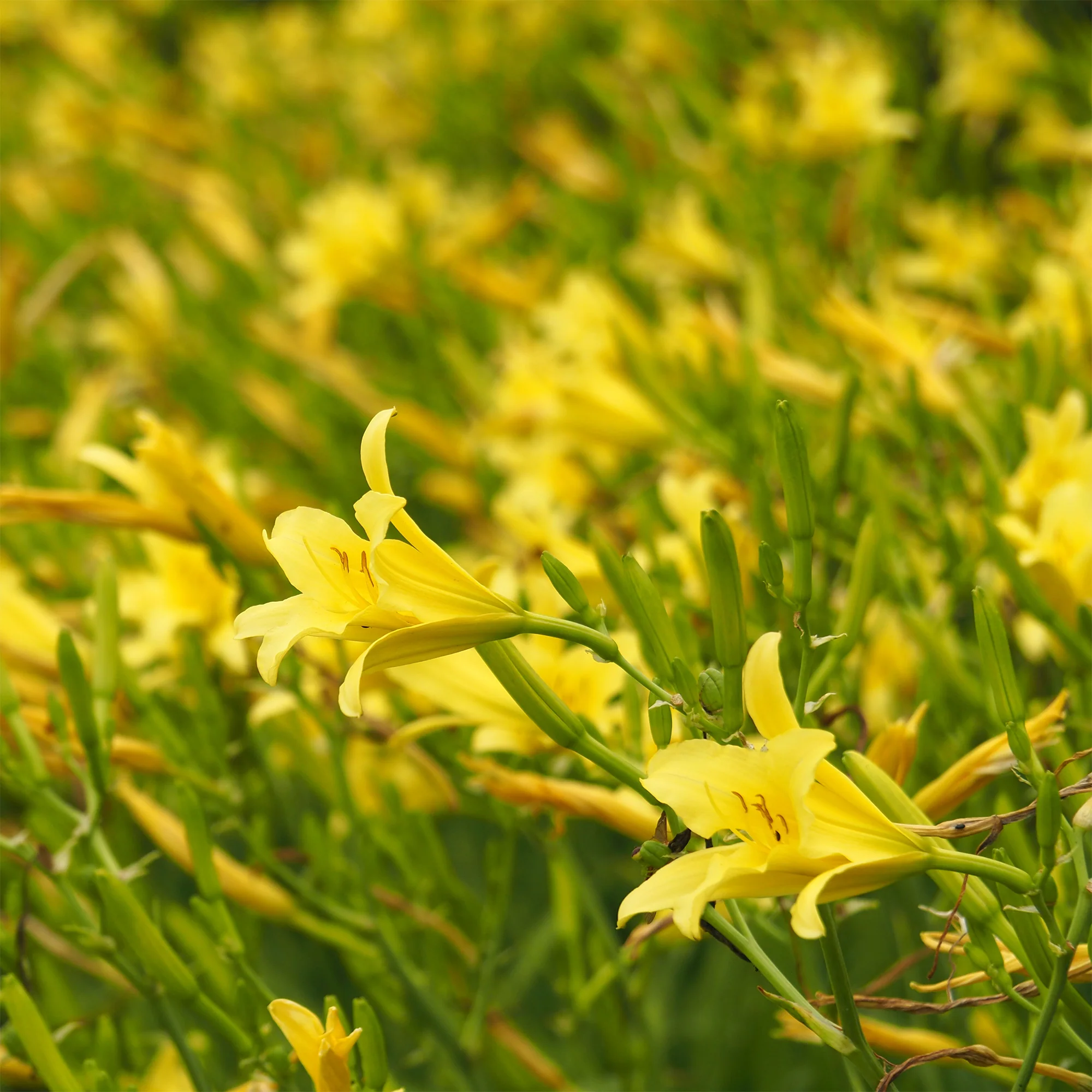 Daglelie Citrina - Image 3