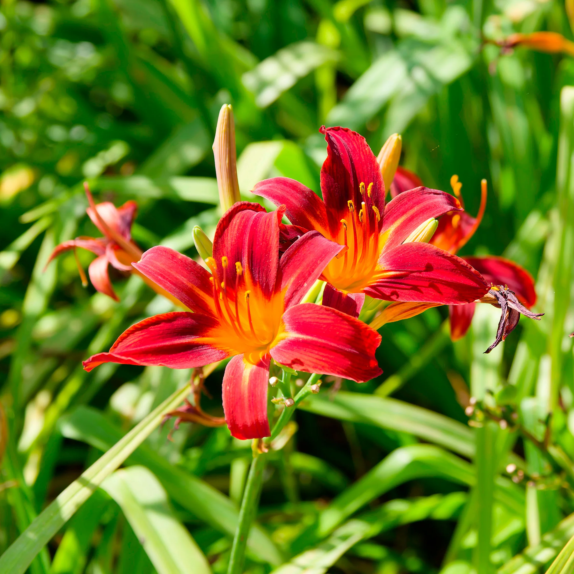 Miniatuur 1
