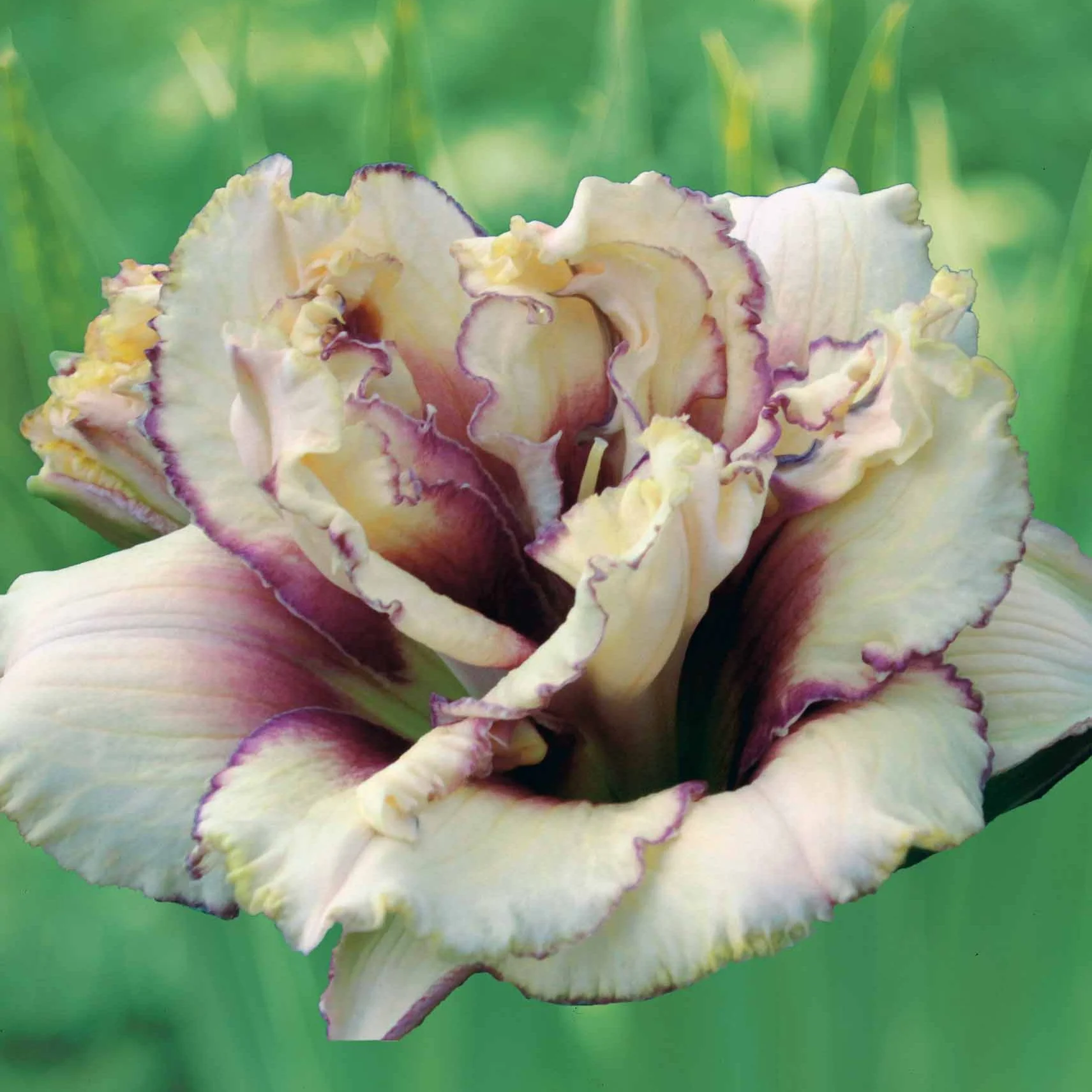 Daglelie 'Kringled Fantasy' (x2)