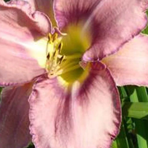 Daglelie Mildred Mitchell Lys d'un jour