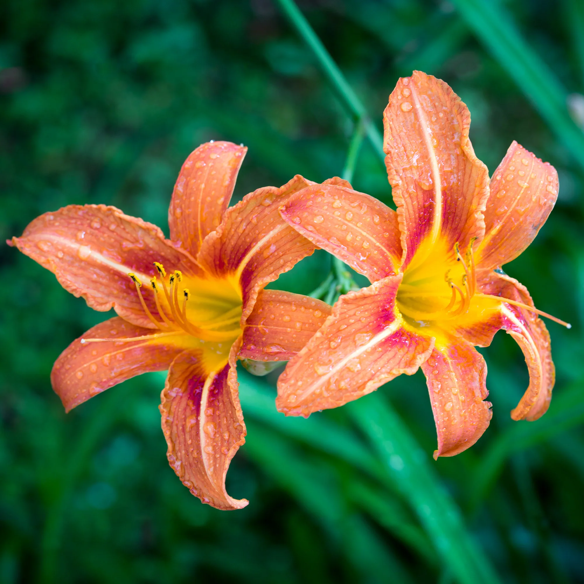 Daglelie Mix (x5) - Image 3