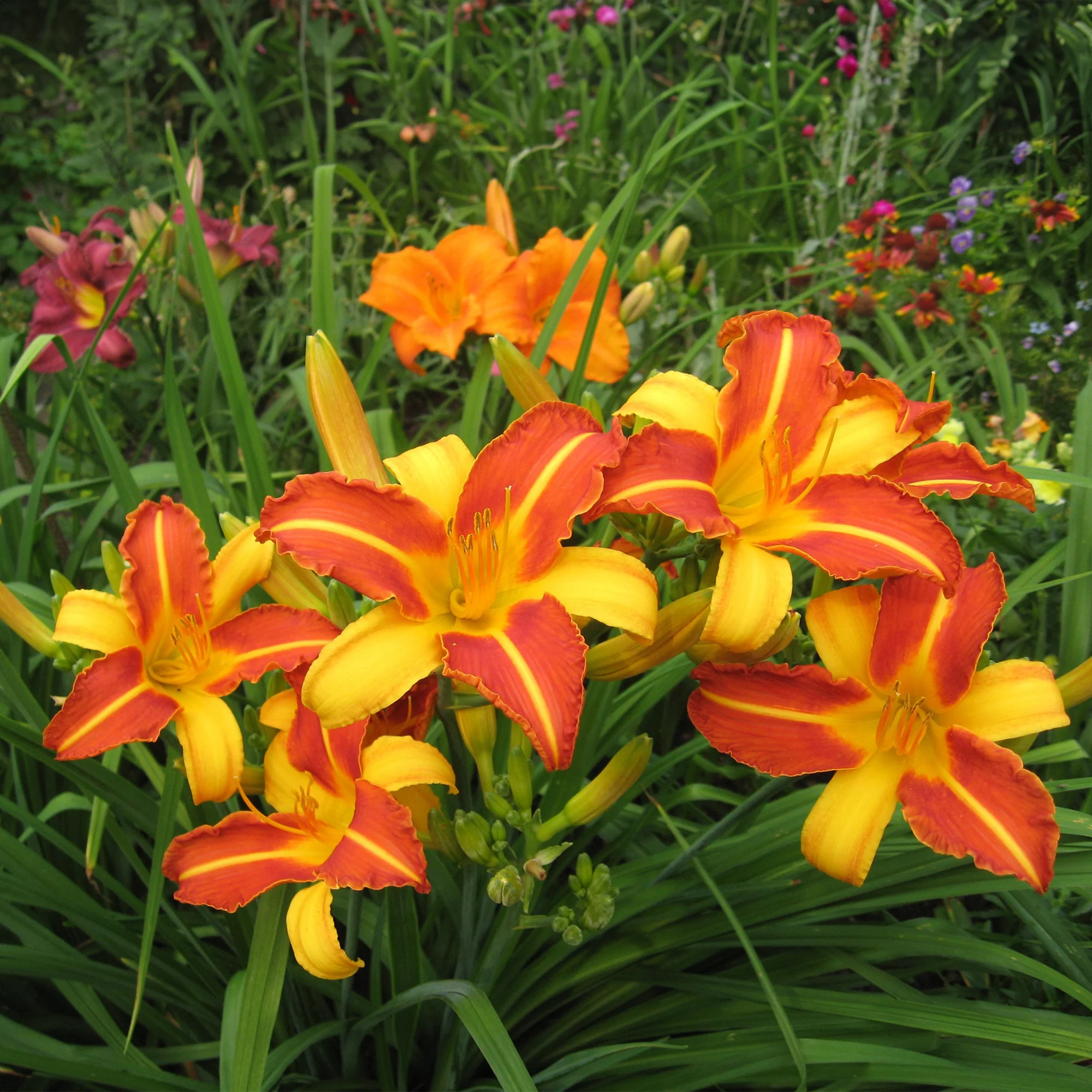 Daglelie Mix (x5) - Image 5
