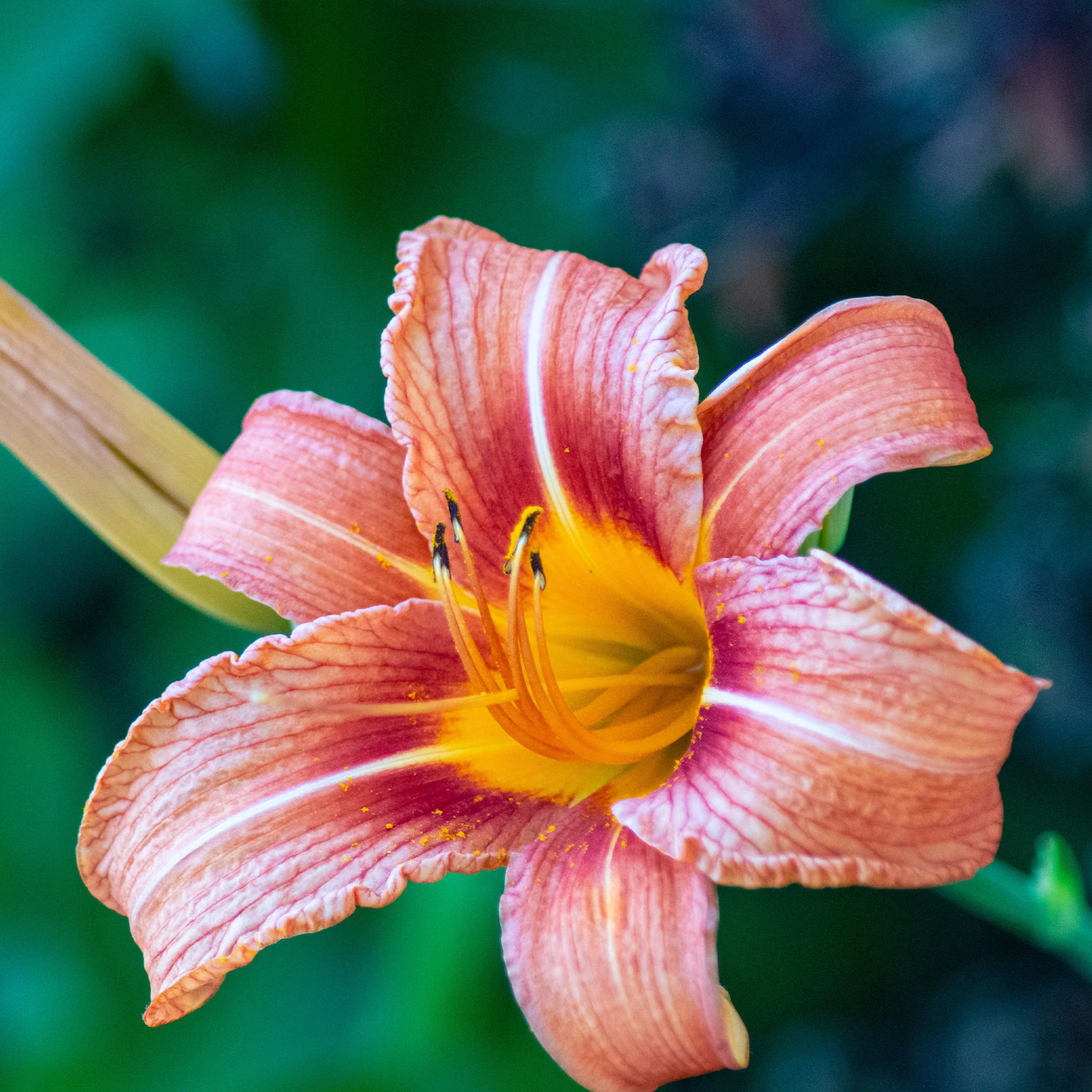 Daglelie Mix (x5) - Image 6