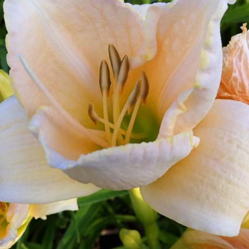 Daglelie White Temptation Lys dun jour