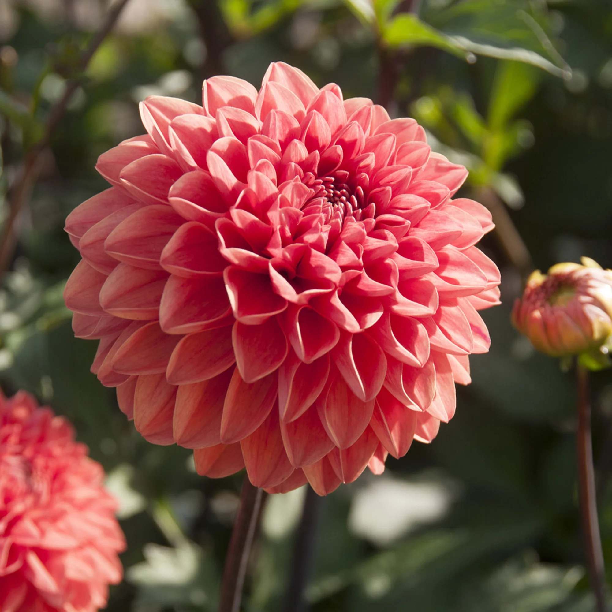 Dahlia Blitzer - Image 2