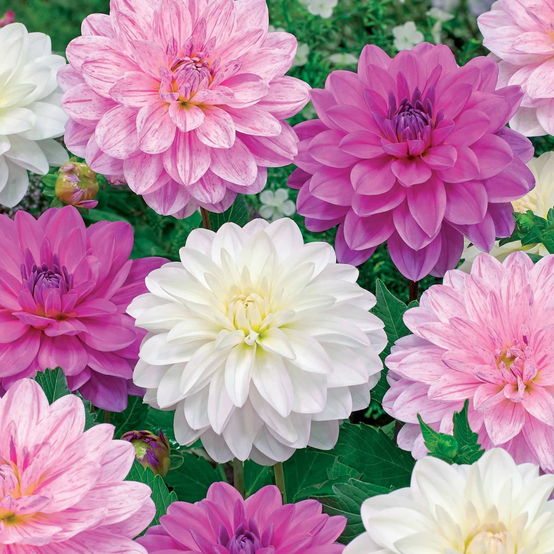 Dahlia 'Bonesta' - wit + roze + gestreept (x6)
