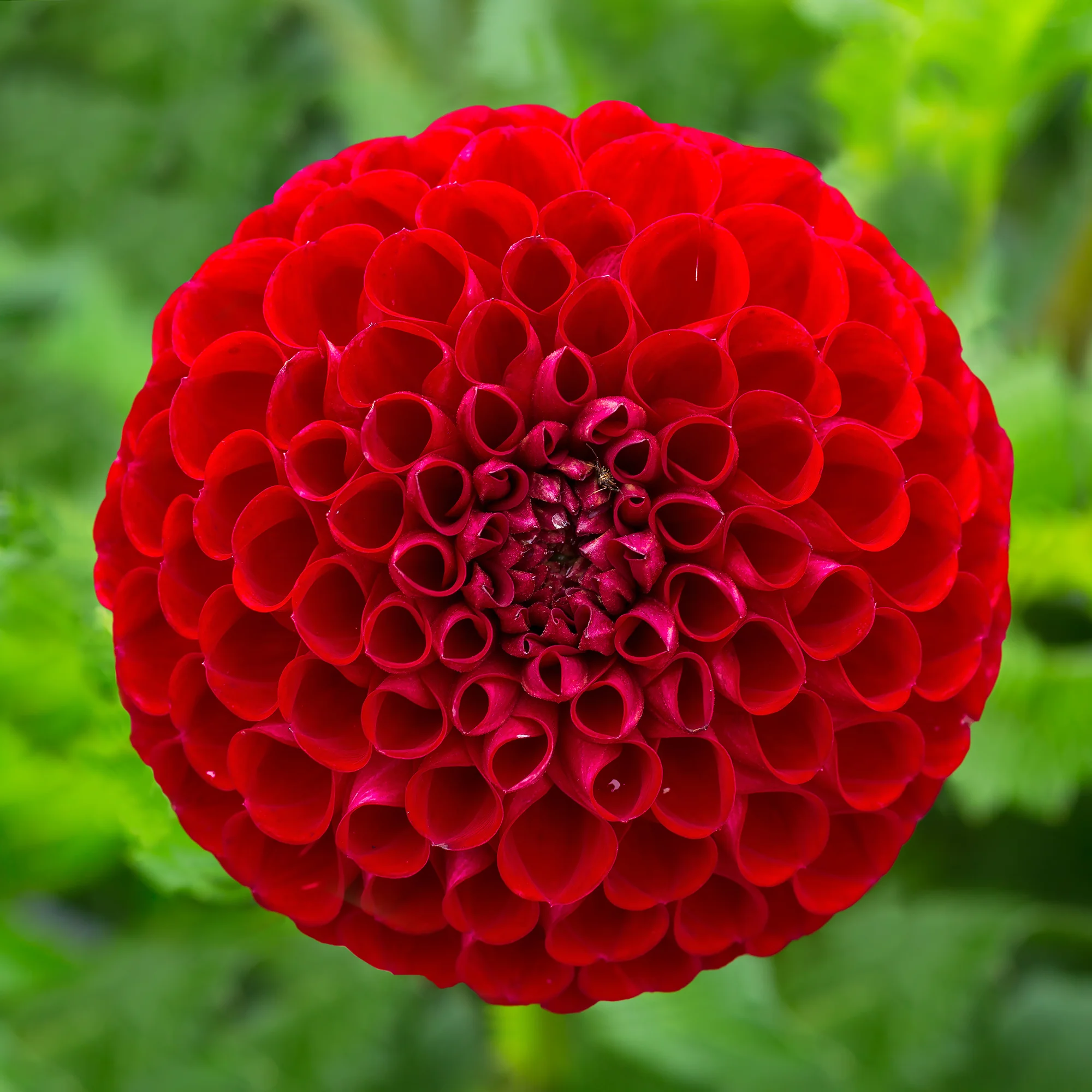 Dahlia Cornel