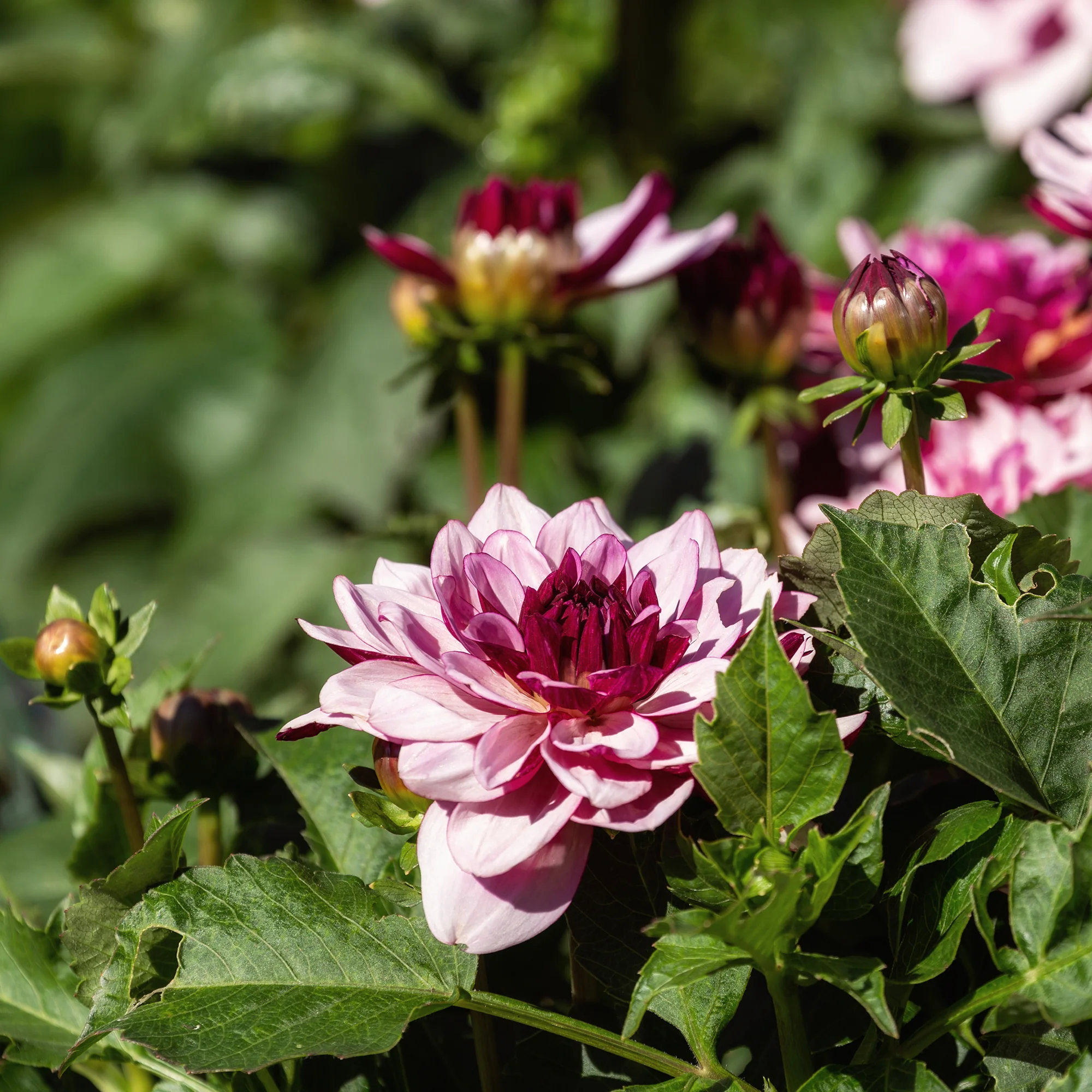 Dahlia Crème de Cassis