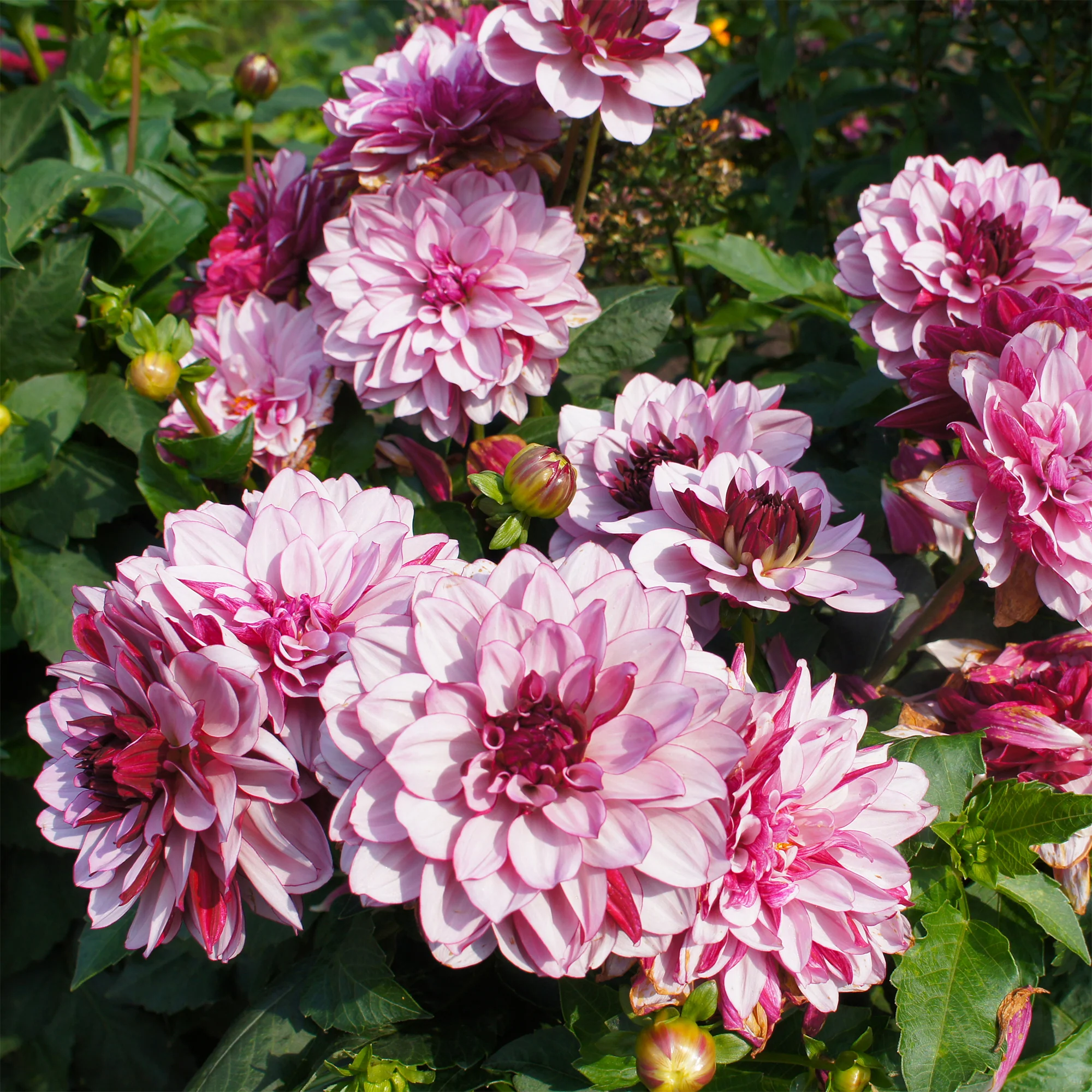Dahlia Crème de Cassis - Image 2