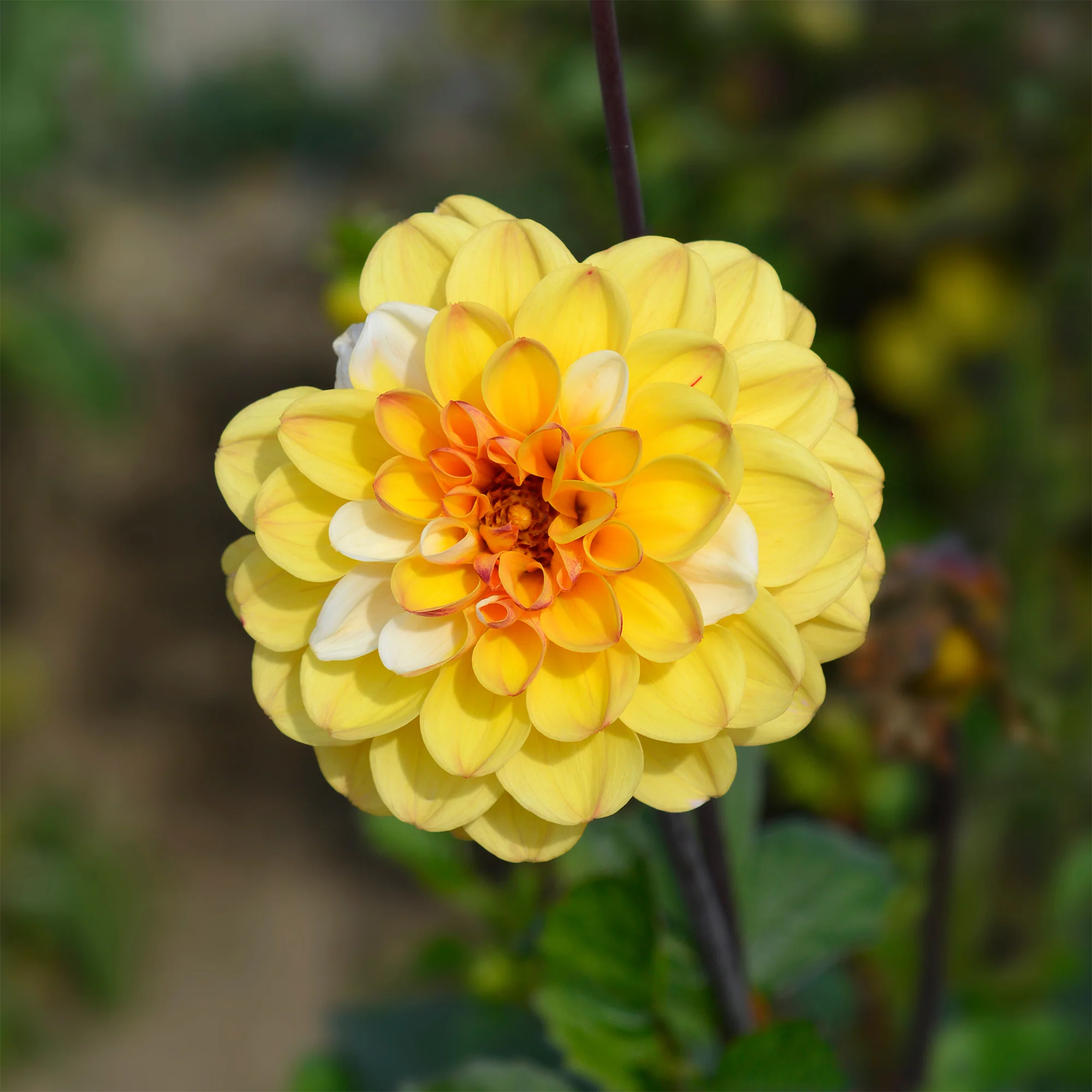 Dahlia 'Double Jill' (x3) - Image 2