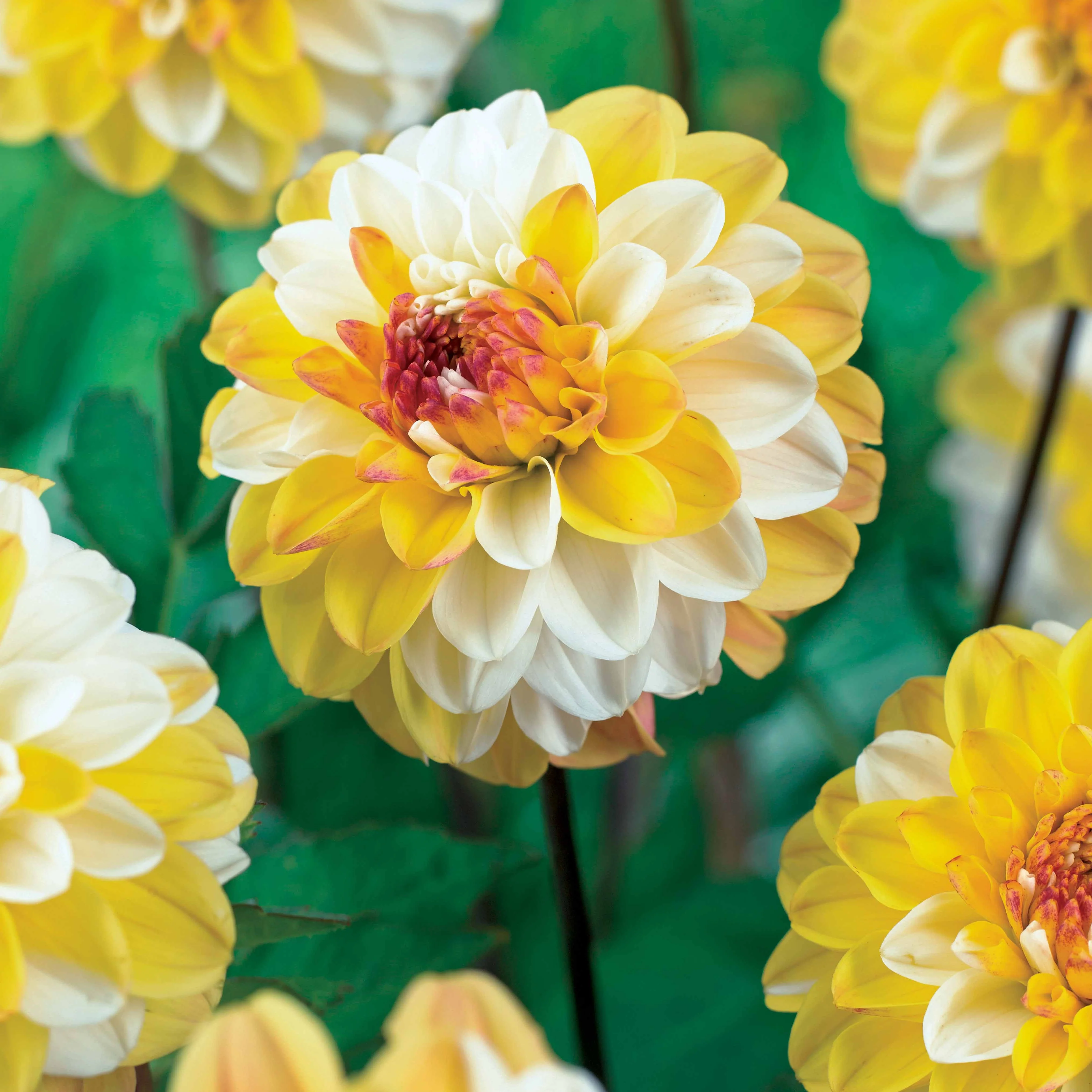 Dahlia 'Double Jill' (x3) - Image 3