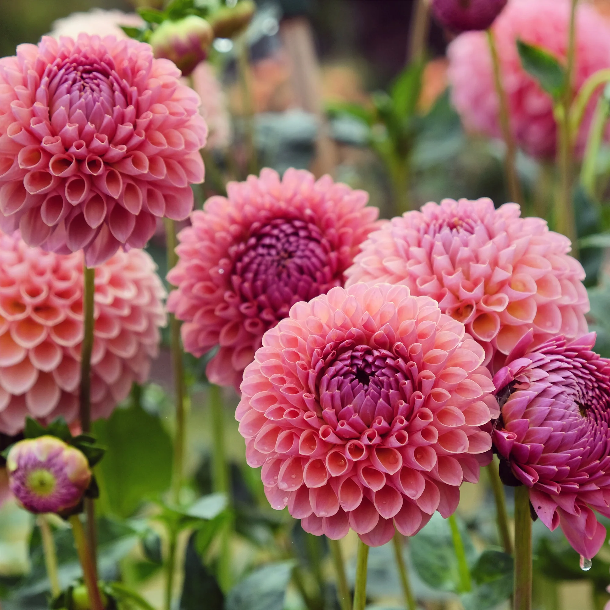 Dahlia Jowey Winnie