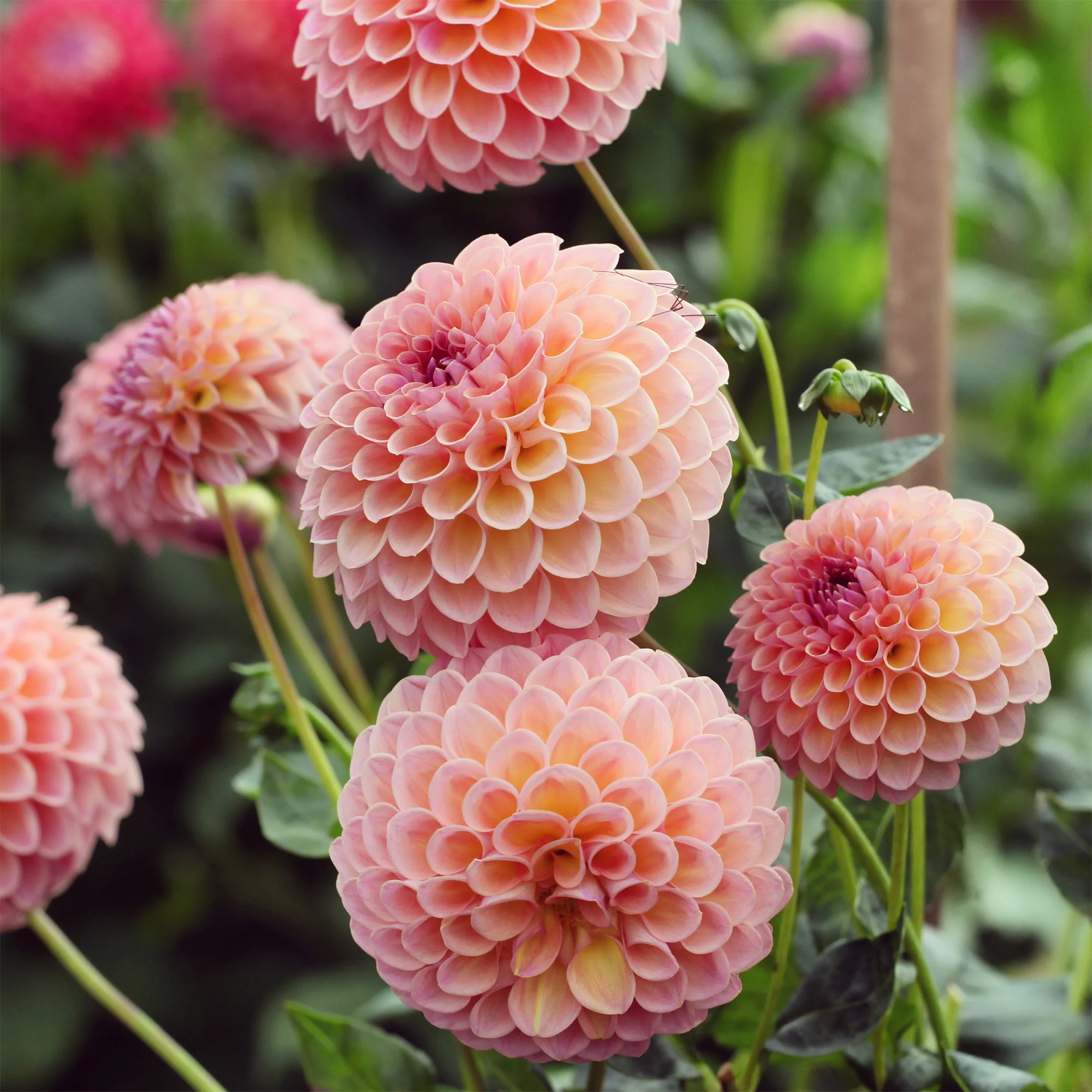 Dahlia Jowey Winnie - Image 2