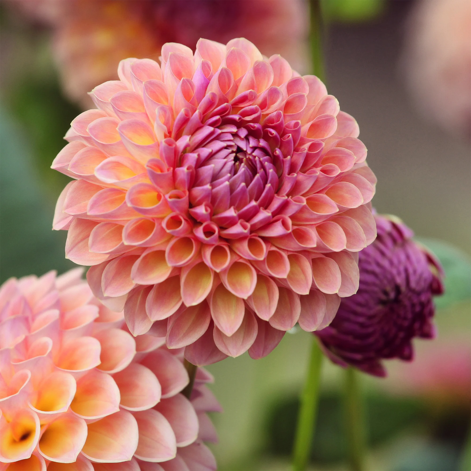 Dahlia Jowey Winnie - Image 3