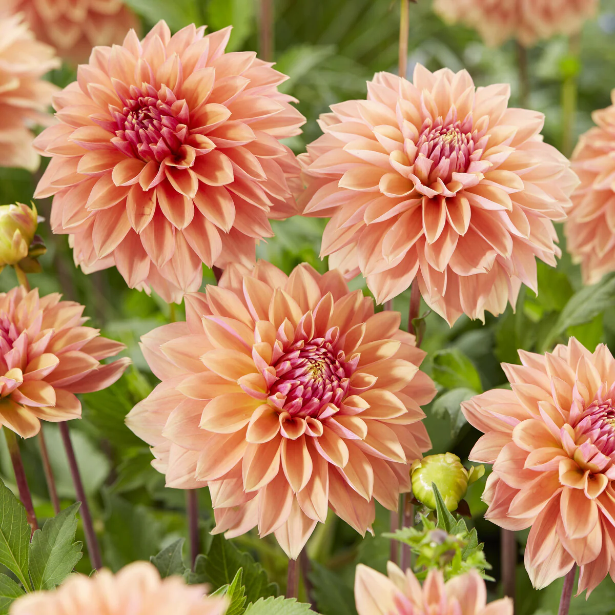 Dahlia 'Kick off'
