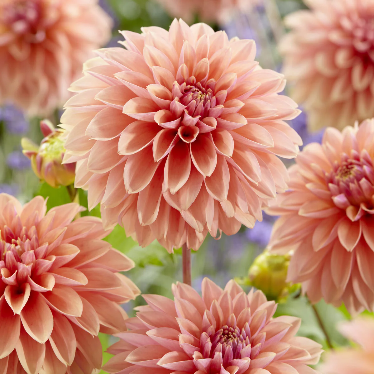 Dahlia 'Kick off' - Image 2