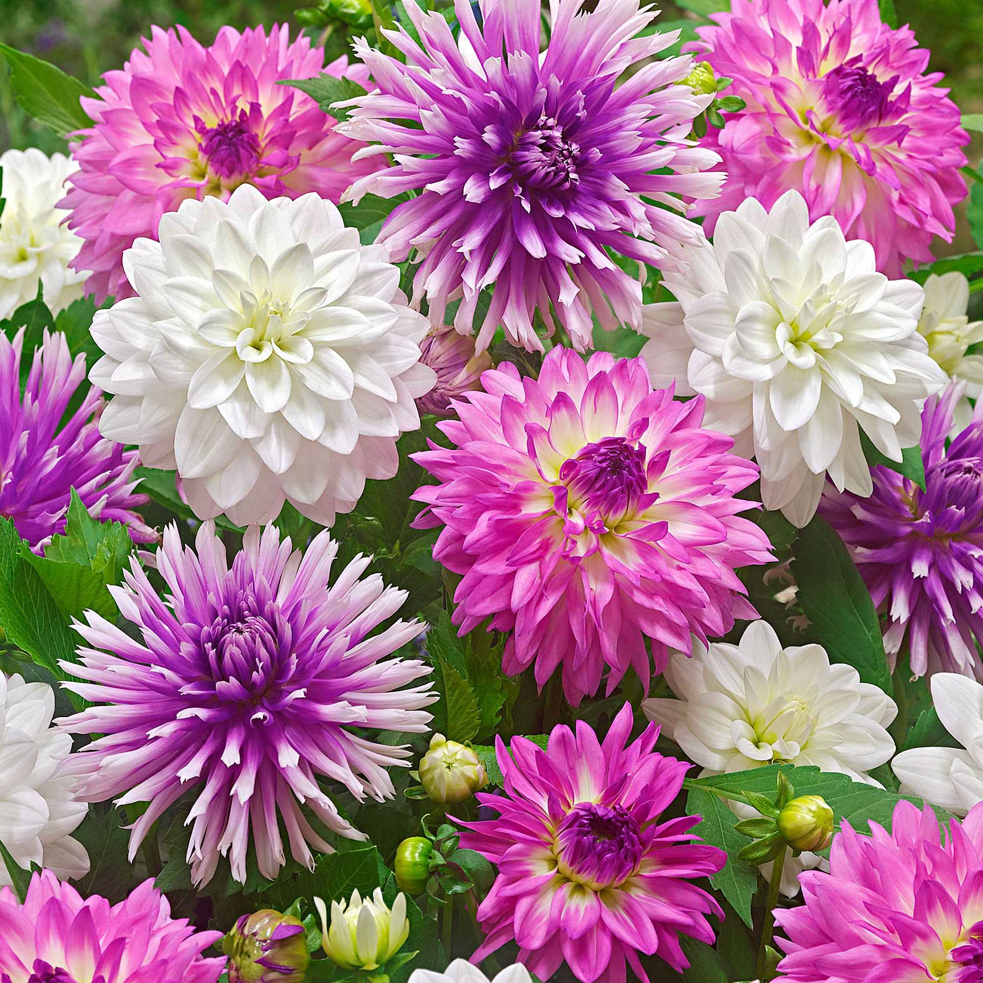 Miniatuur 1