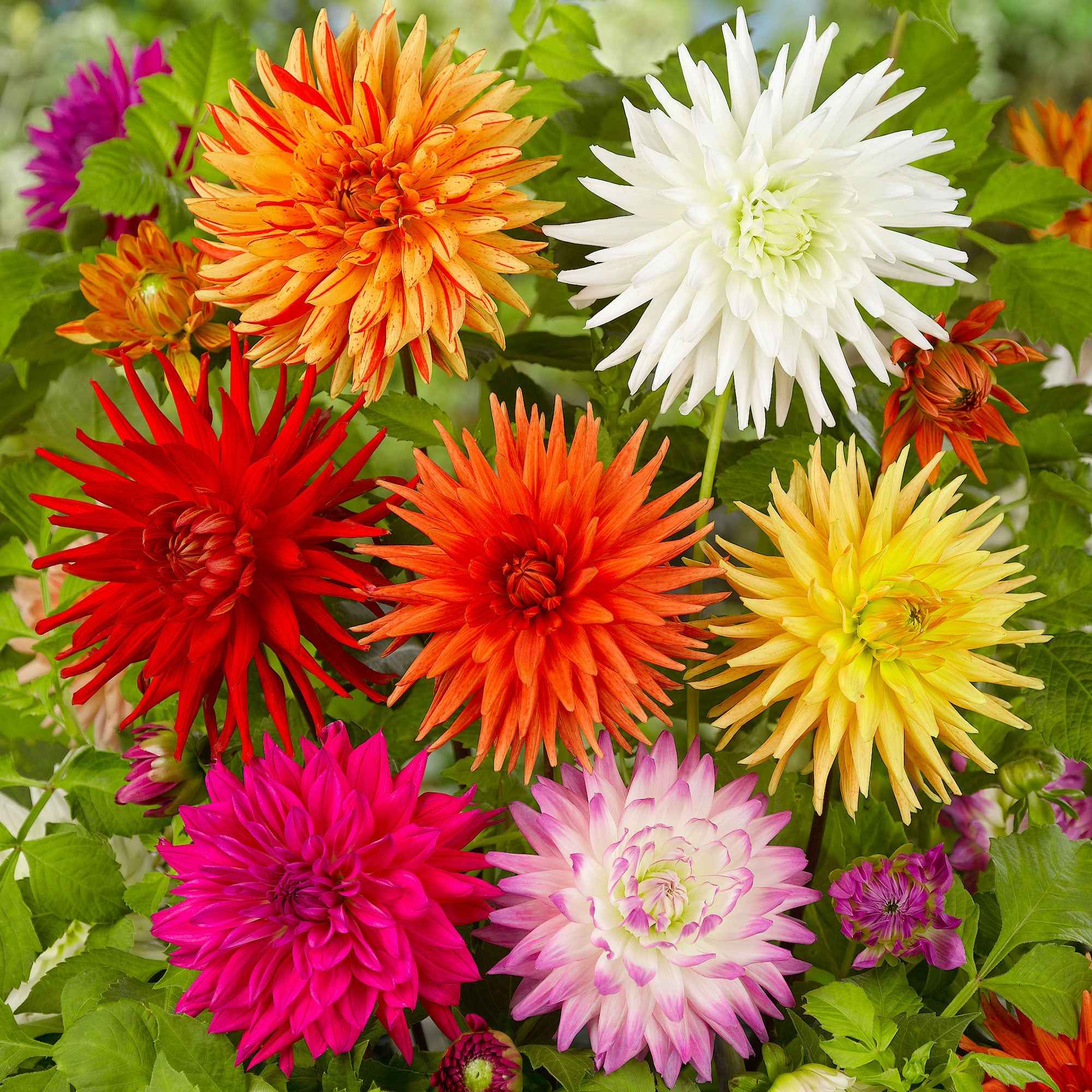 Dahlia Mix 'Cactus' (x10)