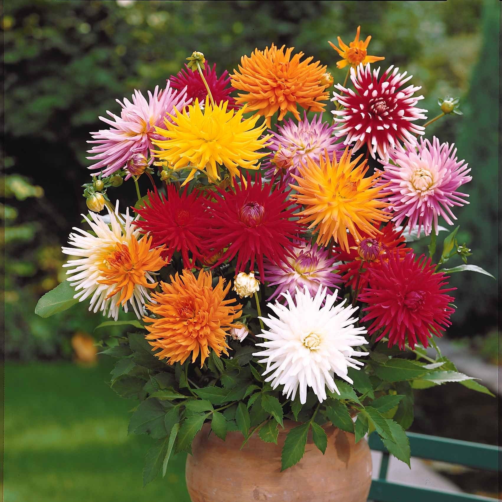 Dahlia Mix 'Cactus' (x10) - Image 2
