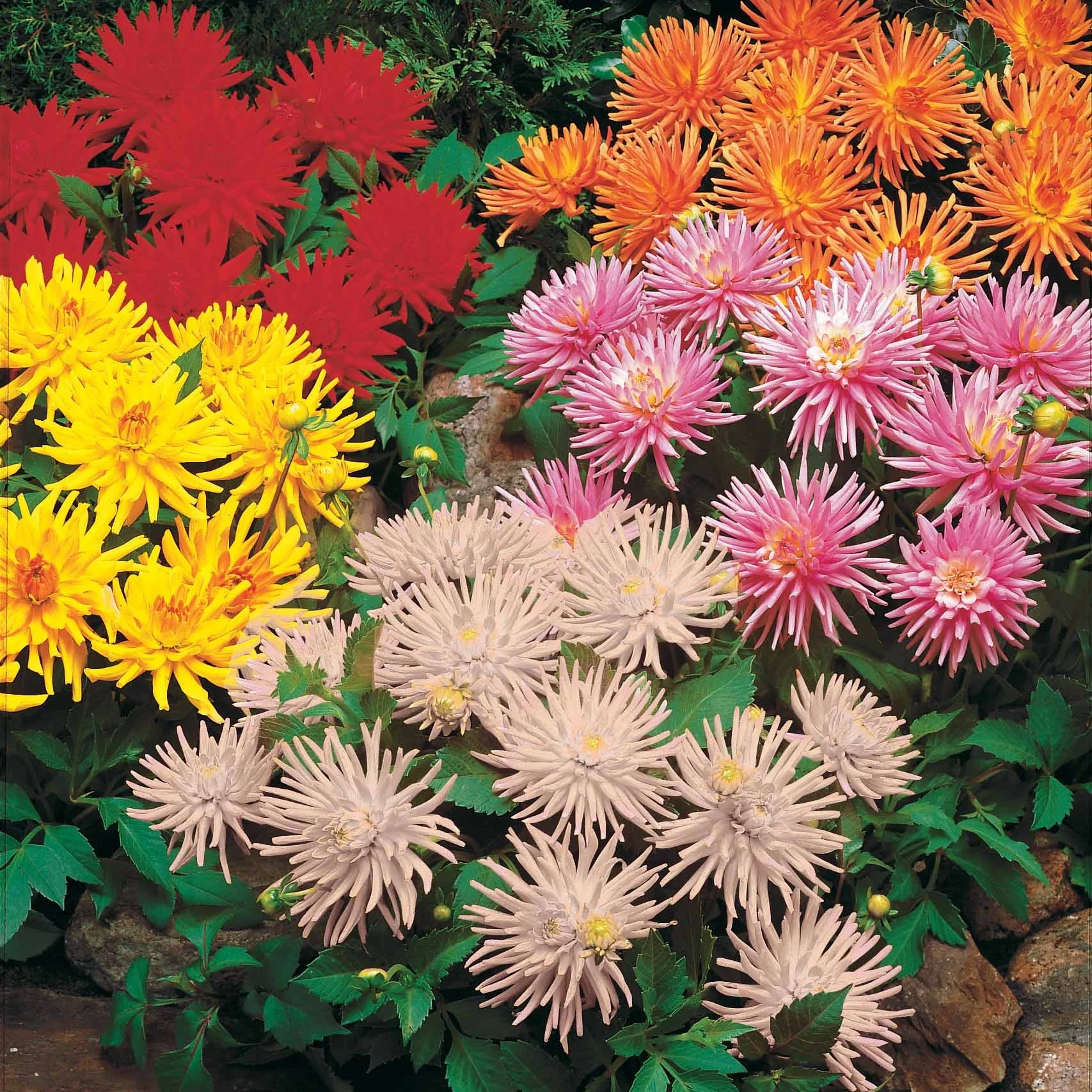 Dahlia Mix 'Compact' (x5)