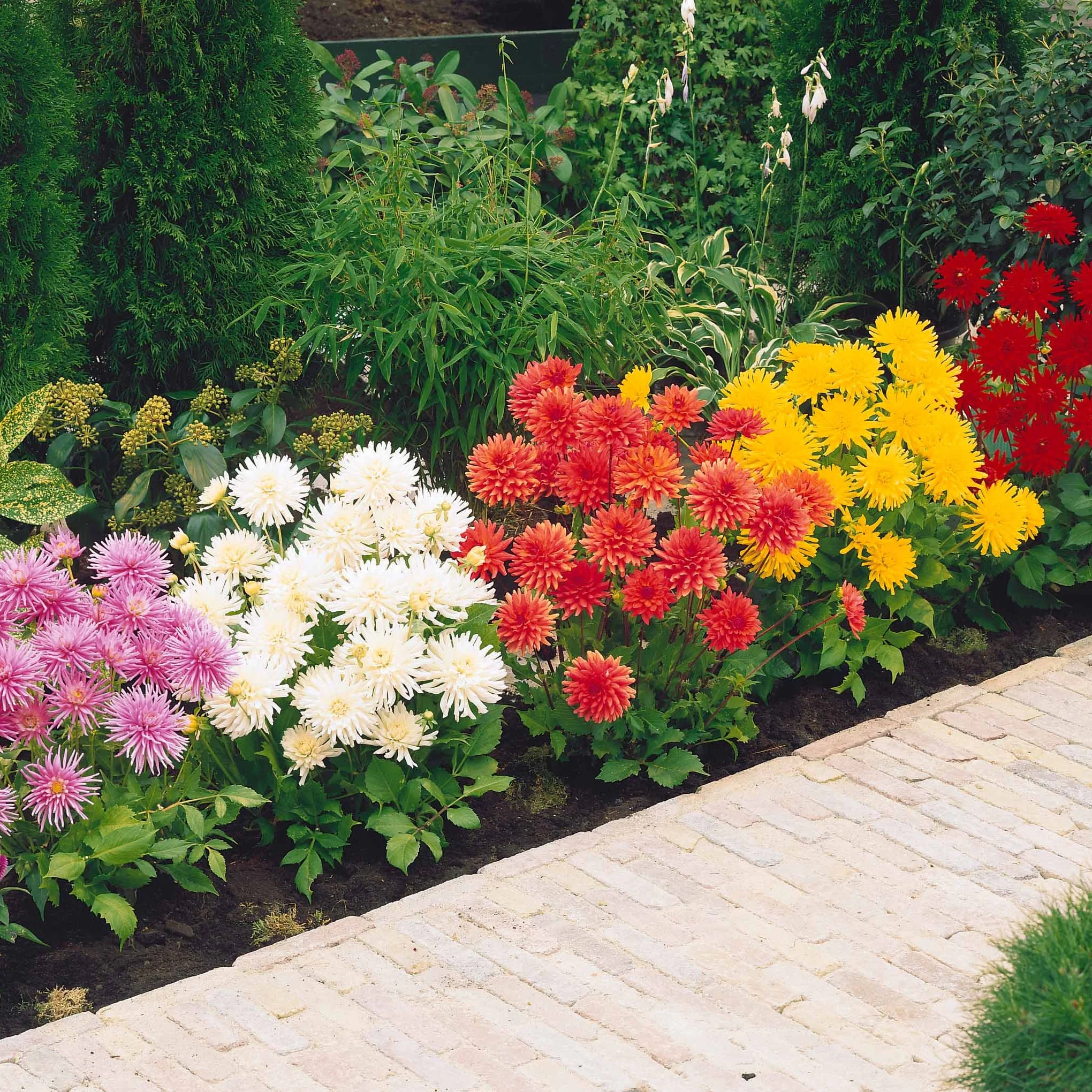 Dahlia Mix 'Compact' (x5) - Image 2
