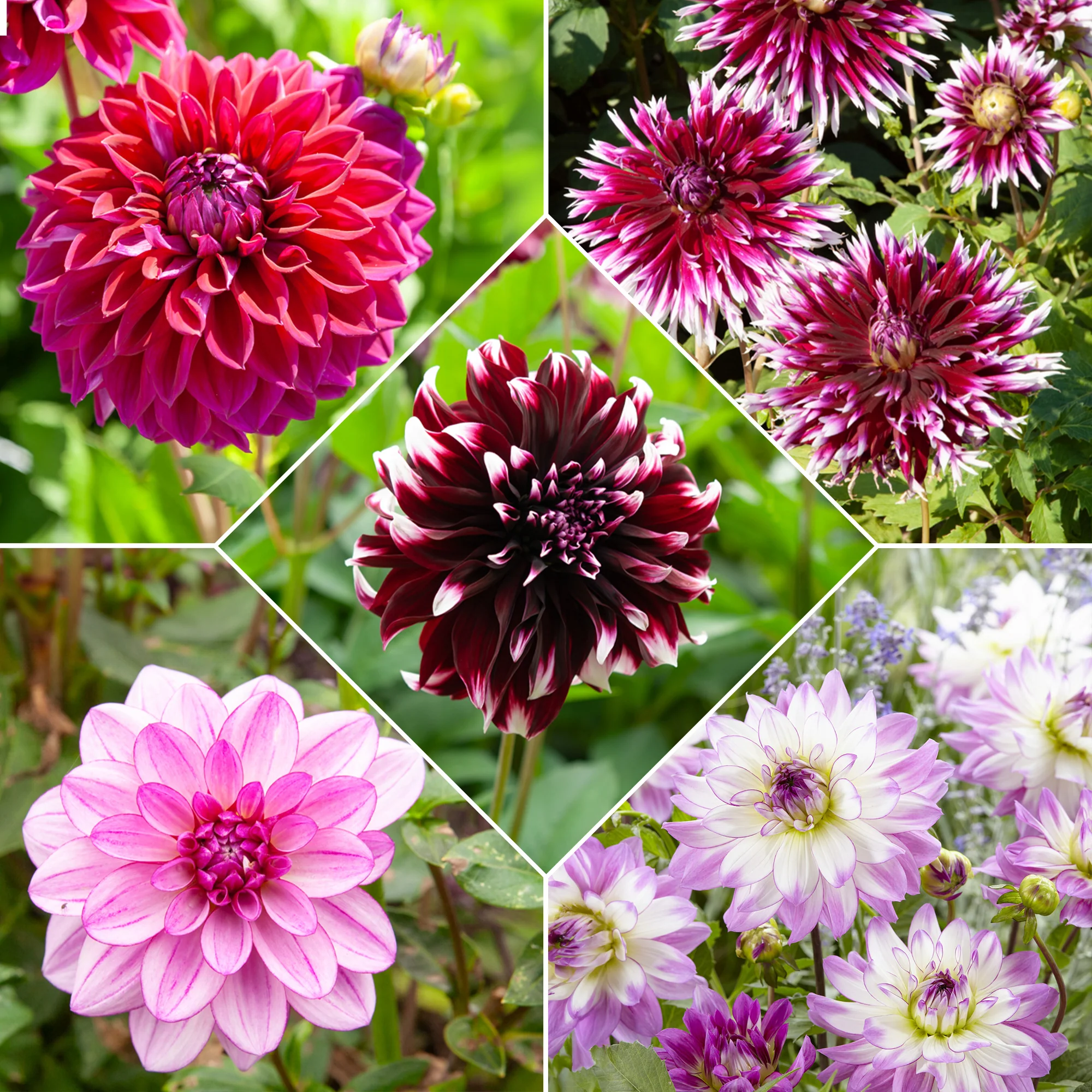 Dahlia Mix 'Grootbloemig' (x5)