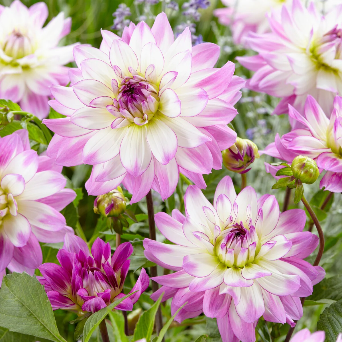 Dahlia Mix 'Grootbloemig' (x5) - Image 6