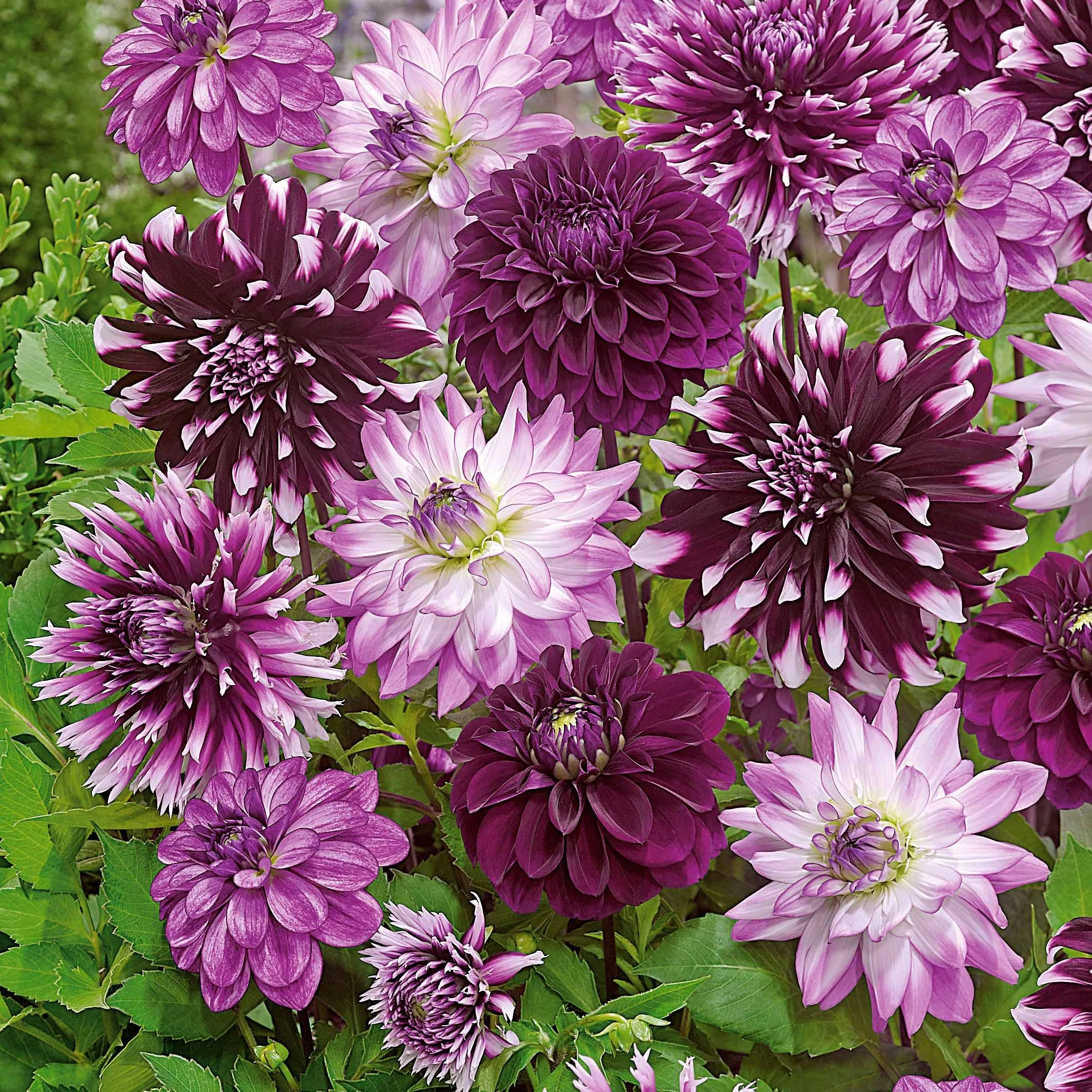 Dahlia Mix 'Grootbloemig' (x5) - Image 7