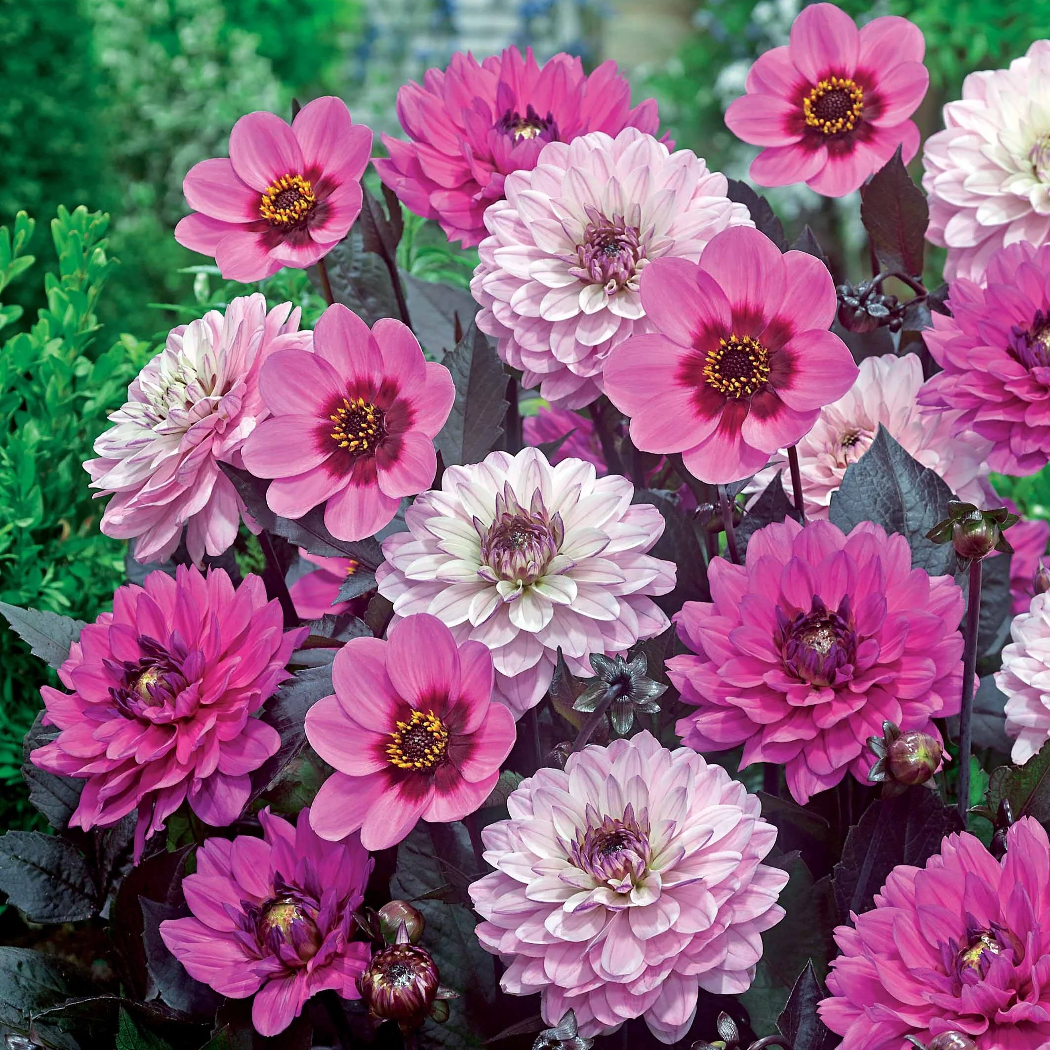Dahlia Mix - paars-bladig (x6)