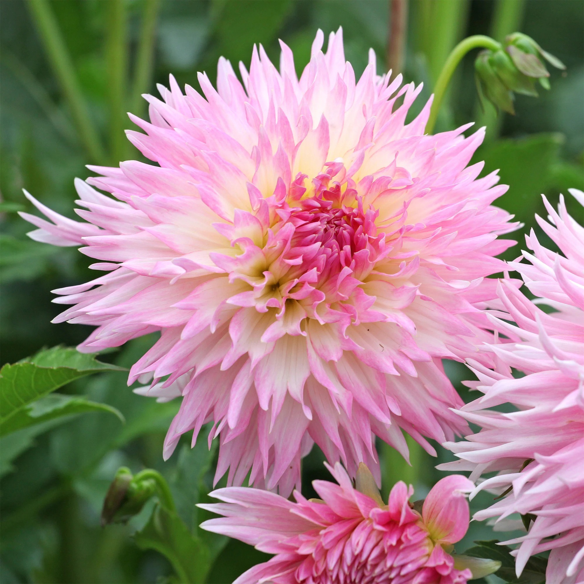 Dahlia 'Nadia Ruth' (x3) - Image 2