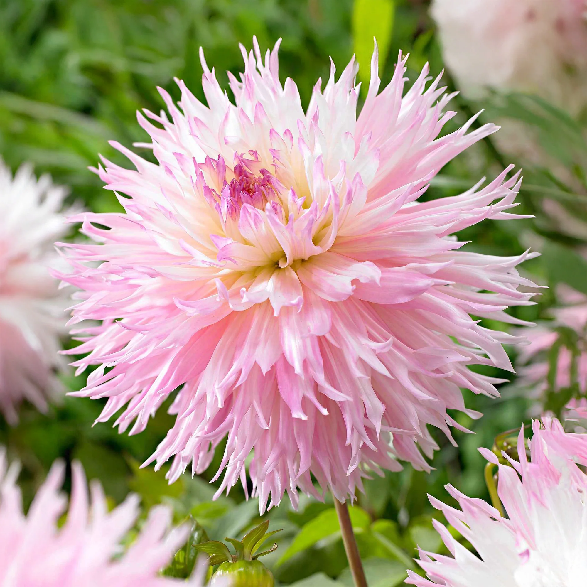 Dahlia 'Nadia Ruth' (x3) - Image 3