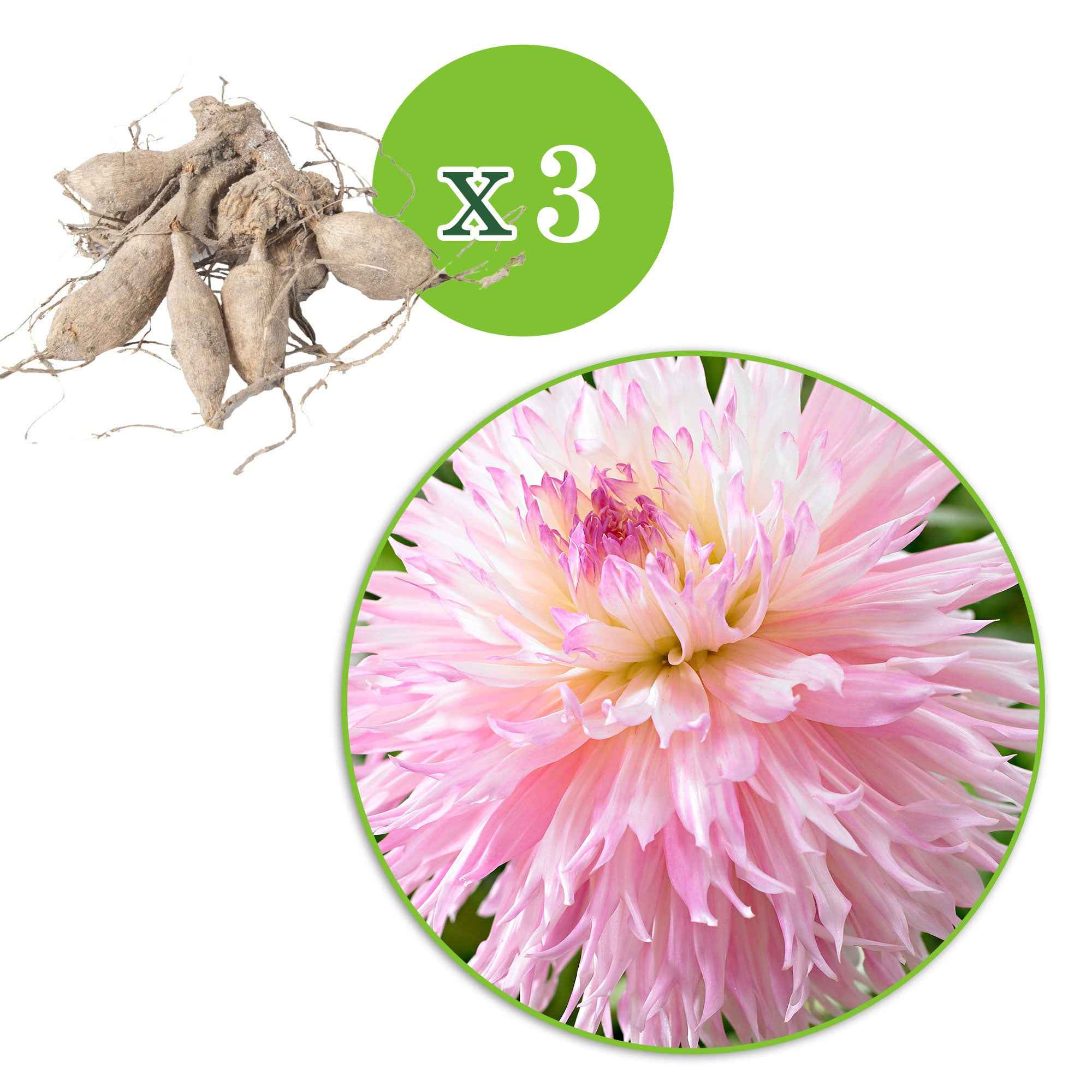 Dahlia 'Nadia Ruth' (x3) - Image 4