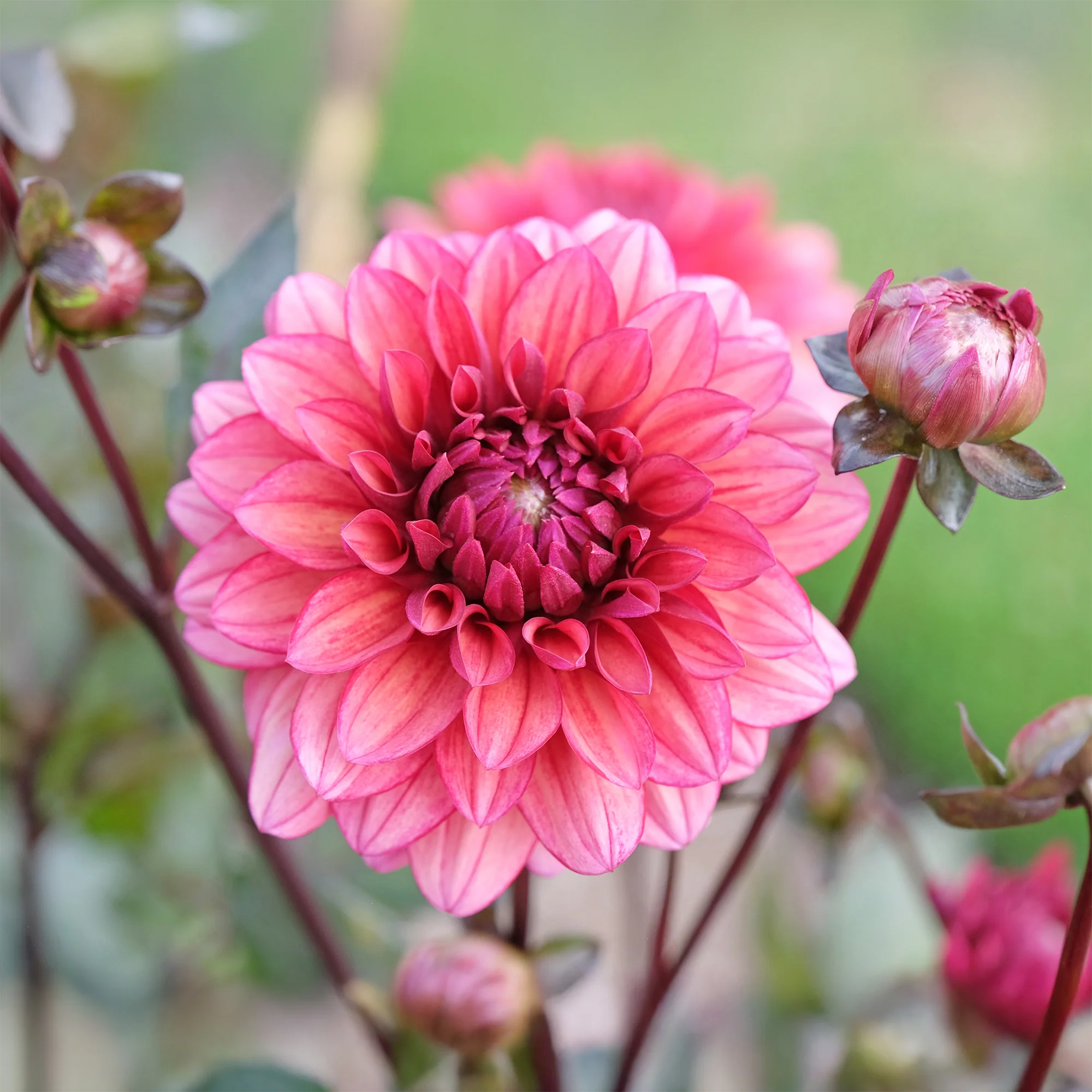 Dahlia Night Silence