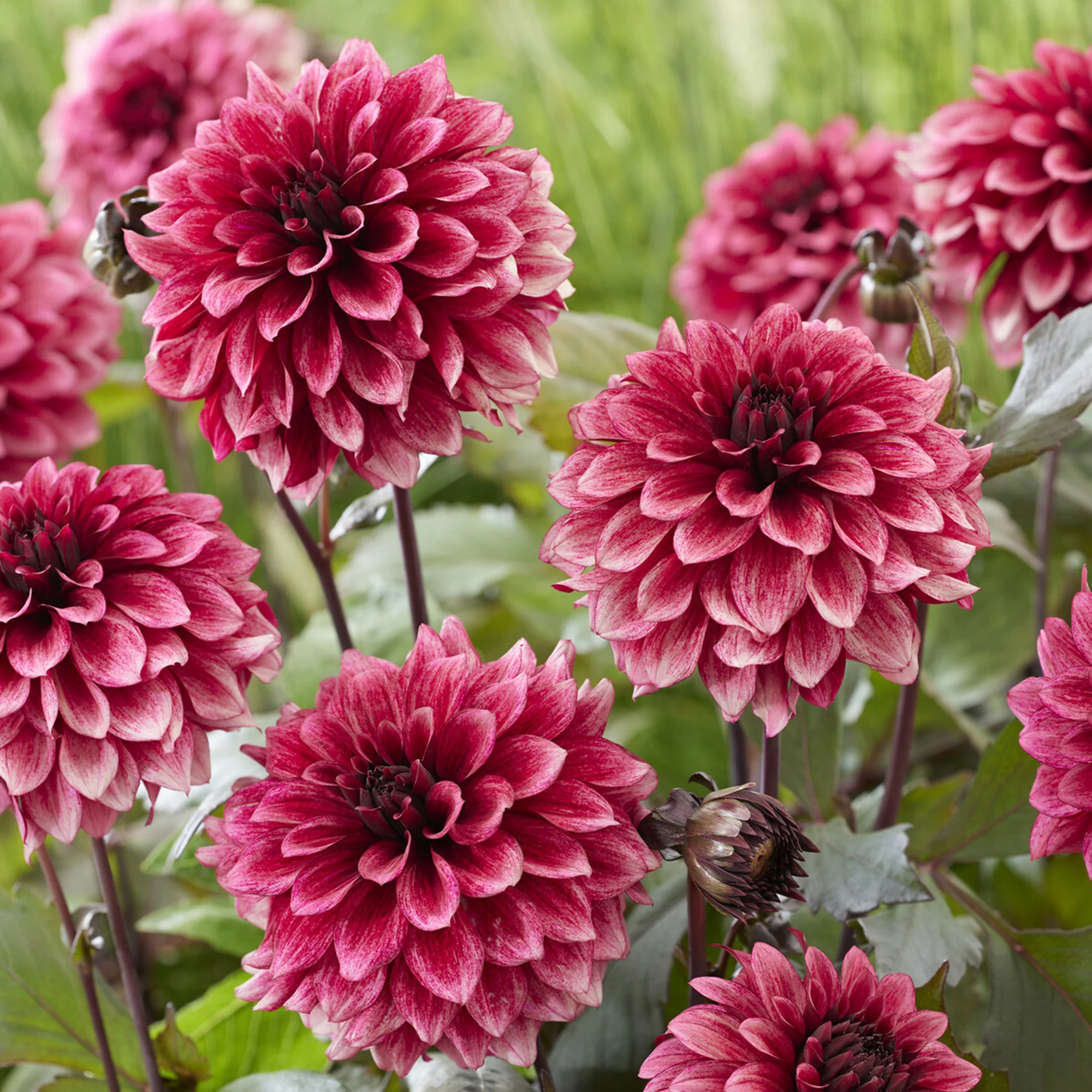 Dahlia Night Silence - Image 2