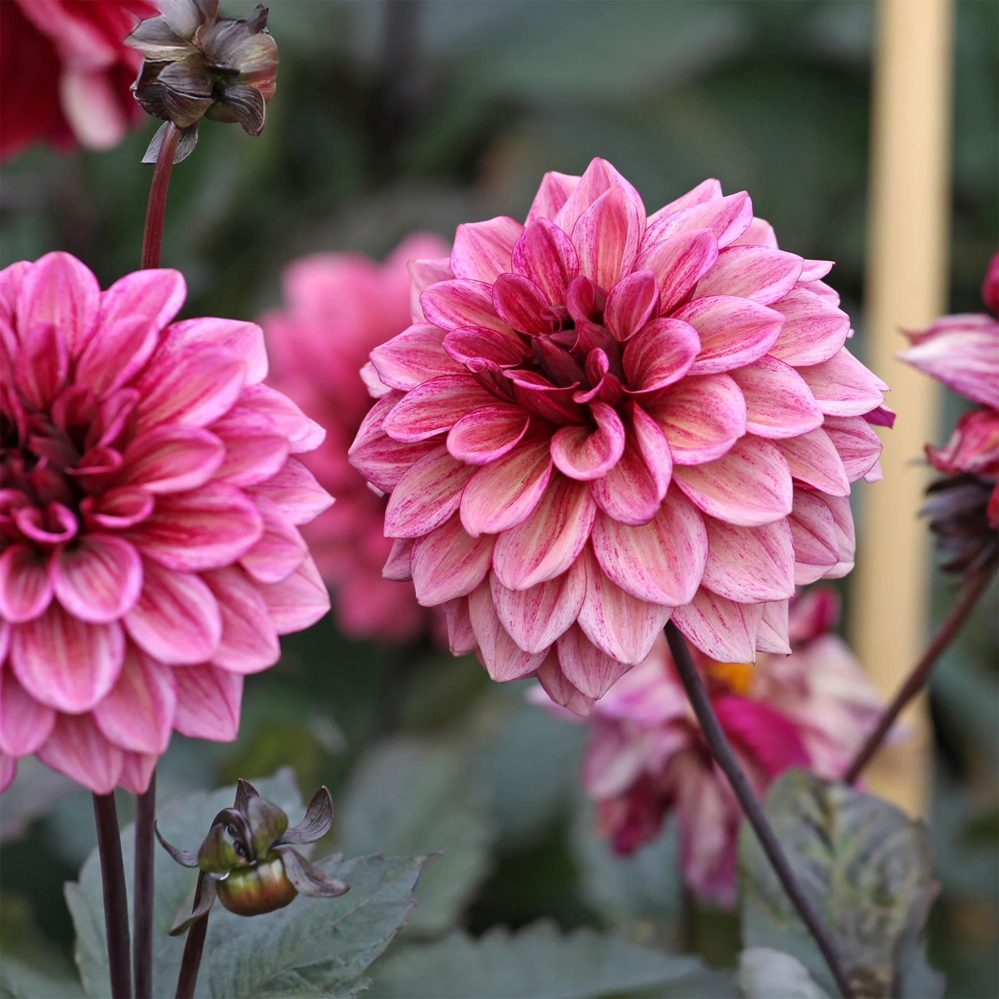 Dahlia Night Silence - Image 3