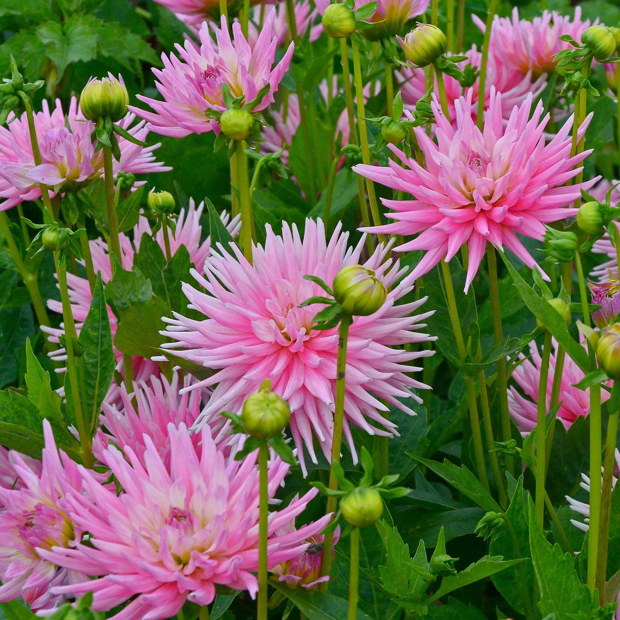 Dahlia 'Park Princess' (x3)