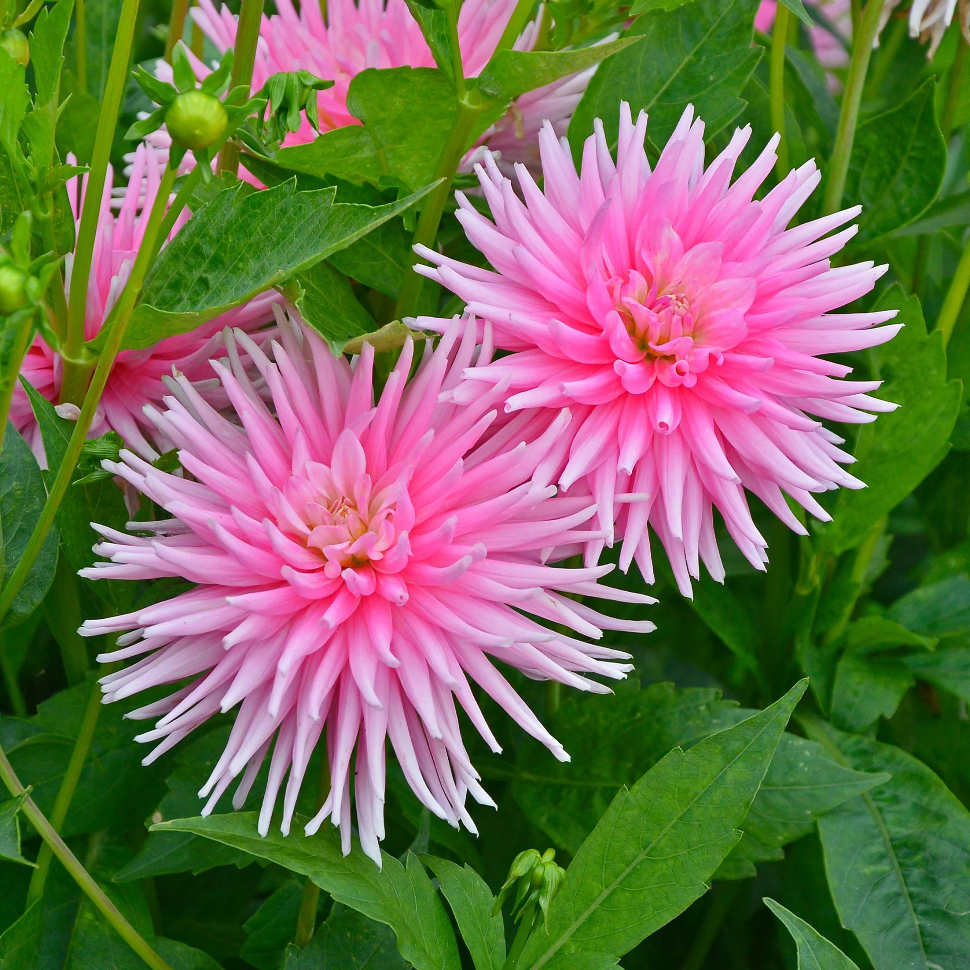 Dahlia 'Park Princess' (x3) - Image 2