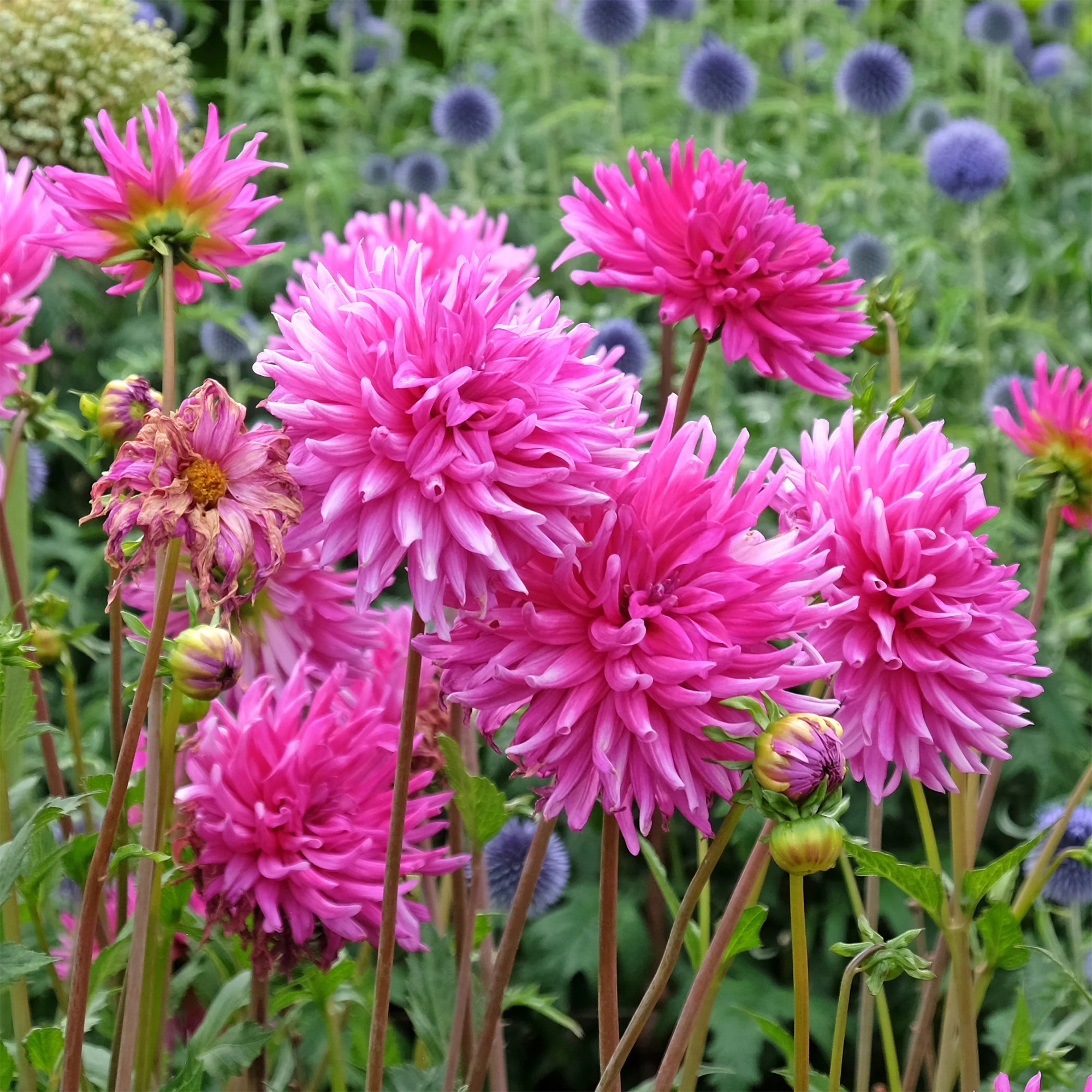 Dahlia 'Purple Gem' (x3)