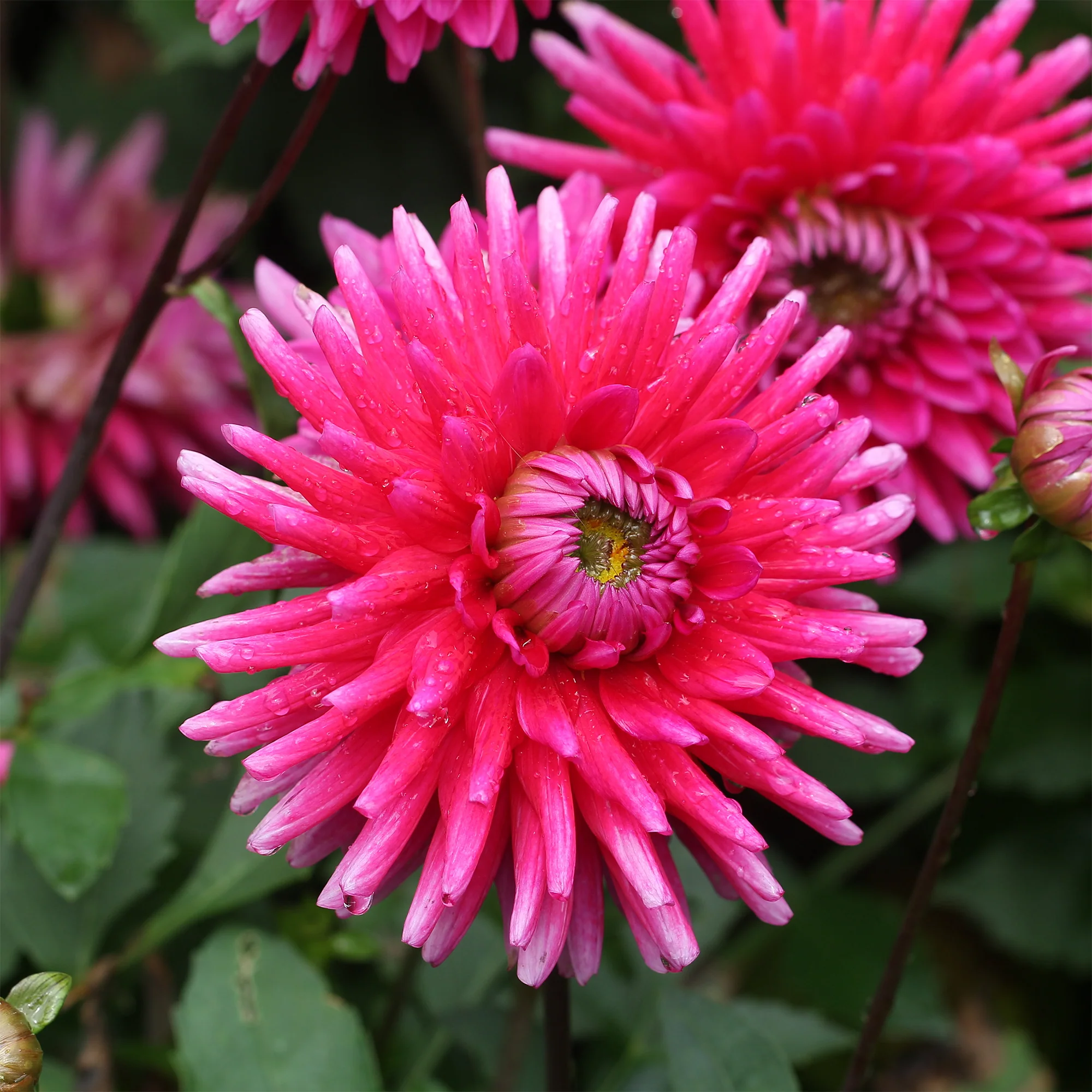 Dahlia 'Purple Gem' (x3) - Image 2