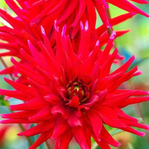 Dahlia 'Red Pigmy' (x3)