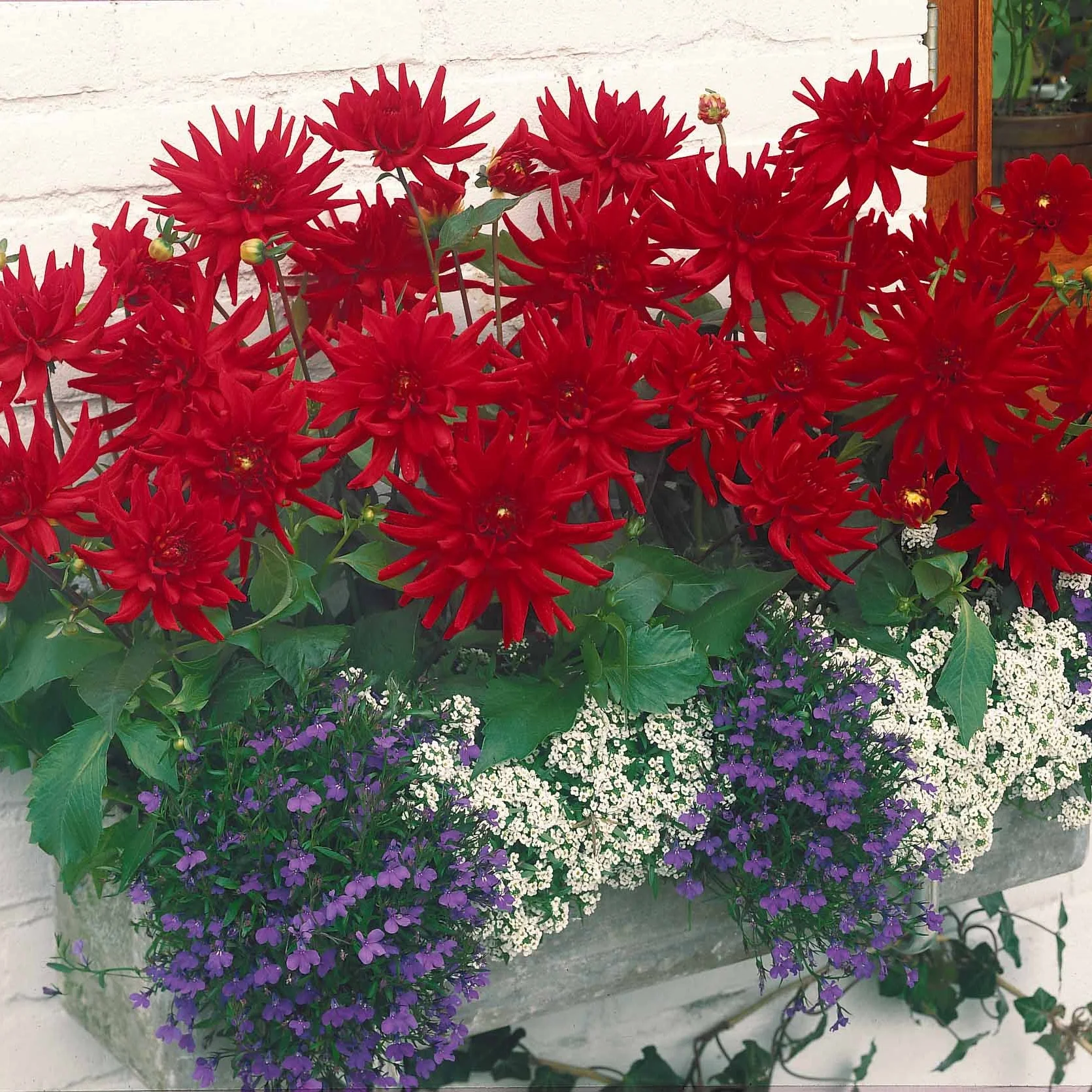 Dahlia 'Red Pigmy' (x3) - Image 2