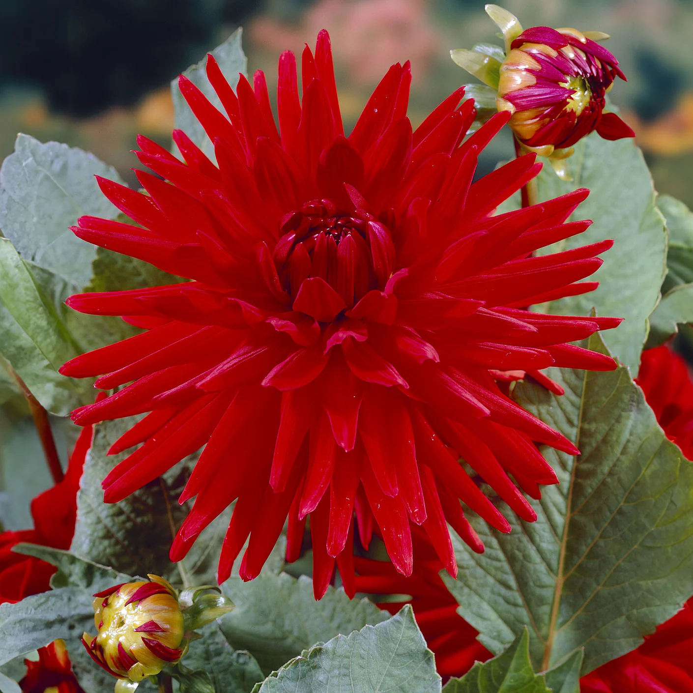 Dahlia 'Red Pigmy' (x3) - Image 3