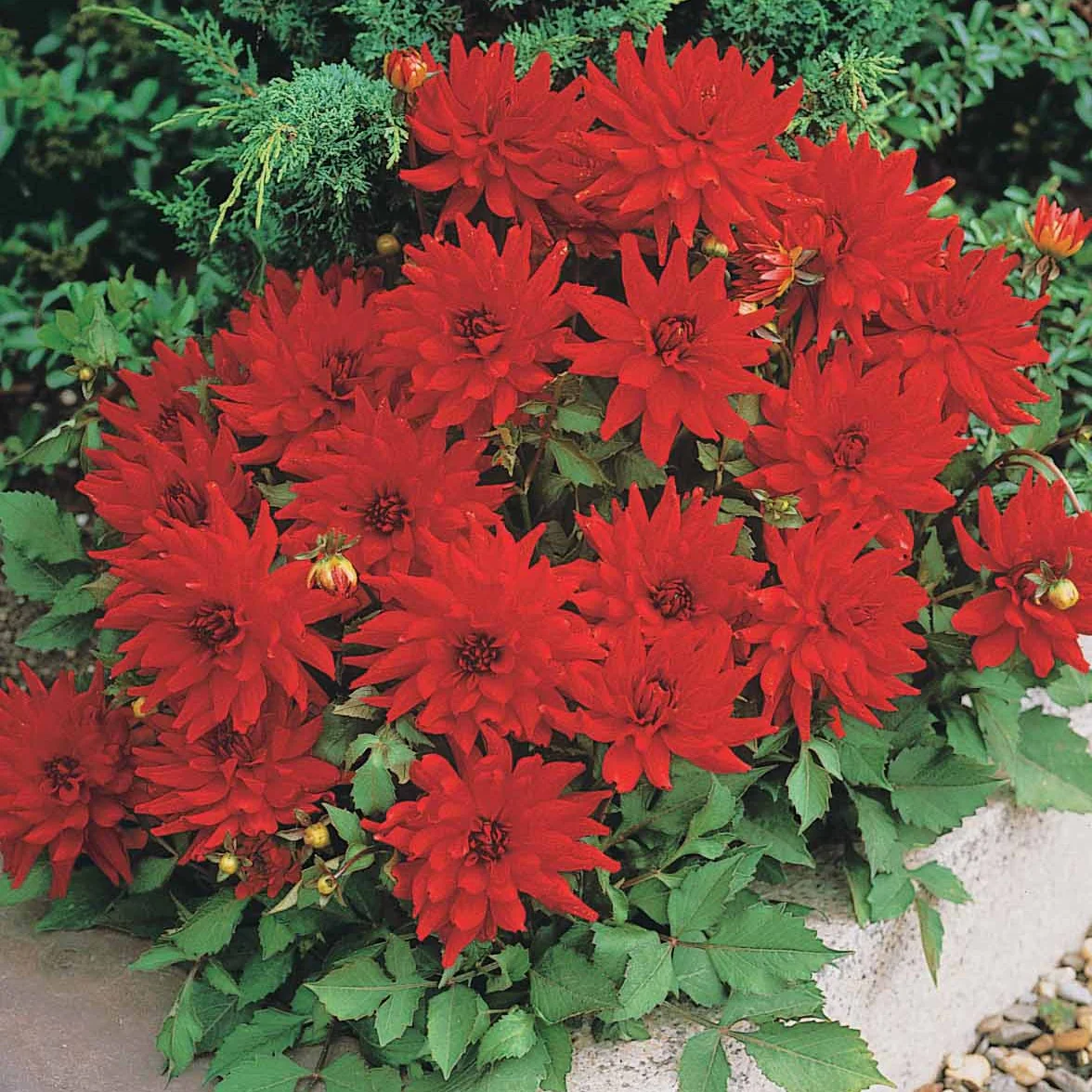 Dahlia 'Red Pigmy' (x3) - Image 4