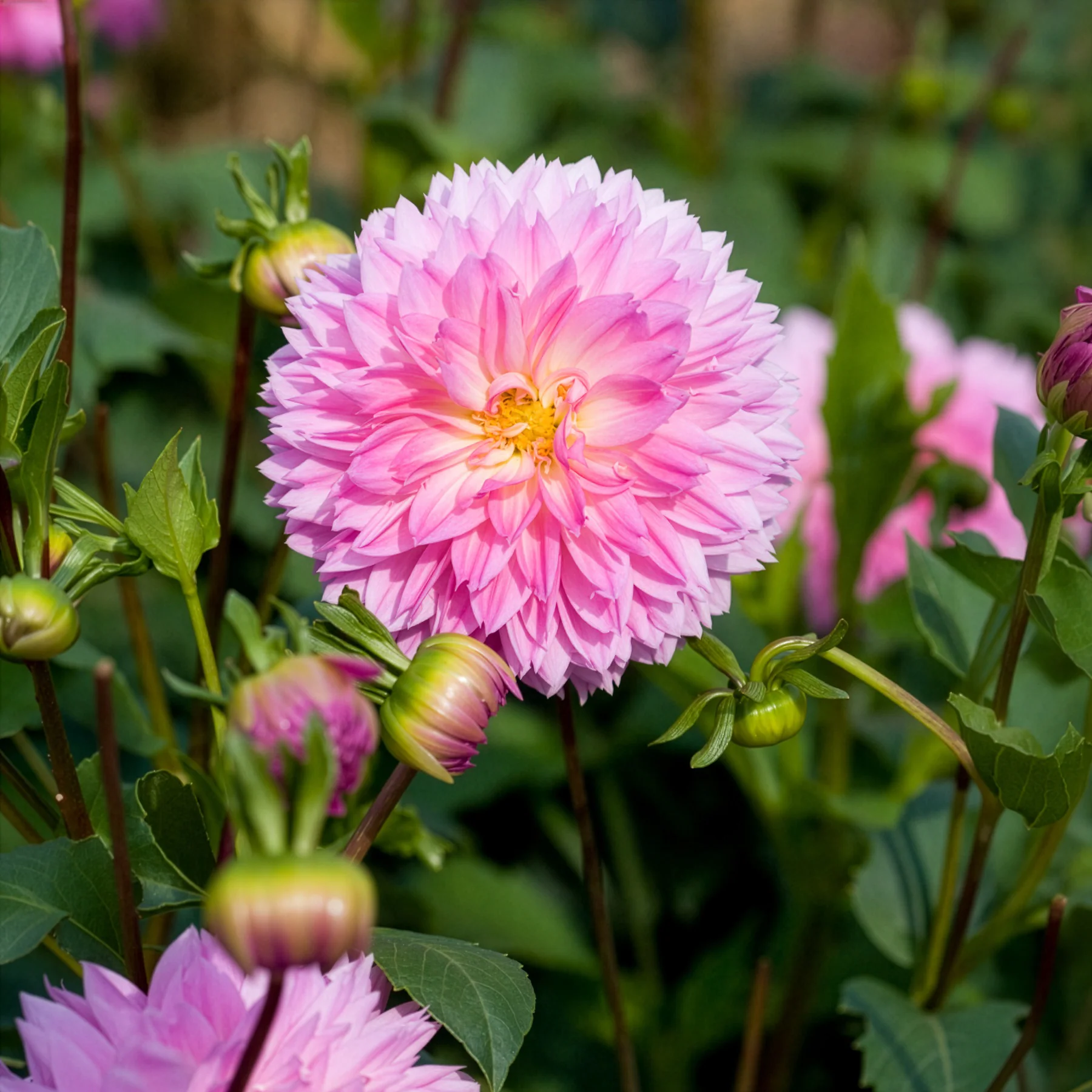 Dahlia 'Sakura Fubuki' (x3) - Image 3